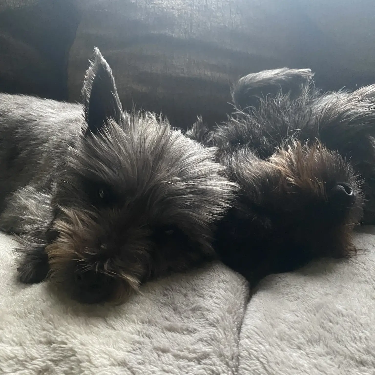 Cairn Terrier