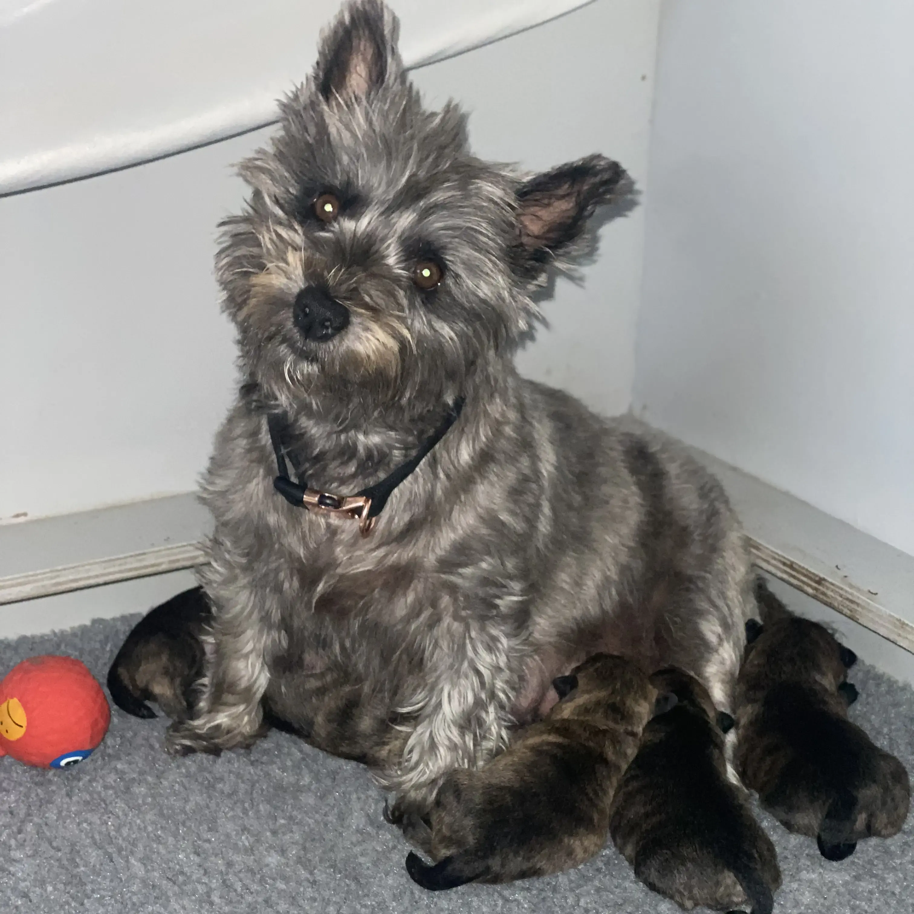 Cairn Terrier