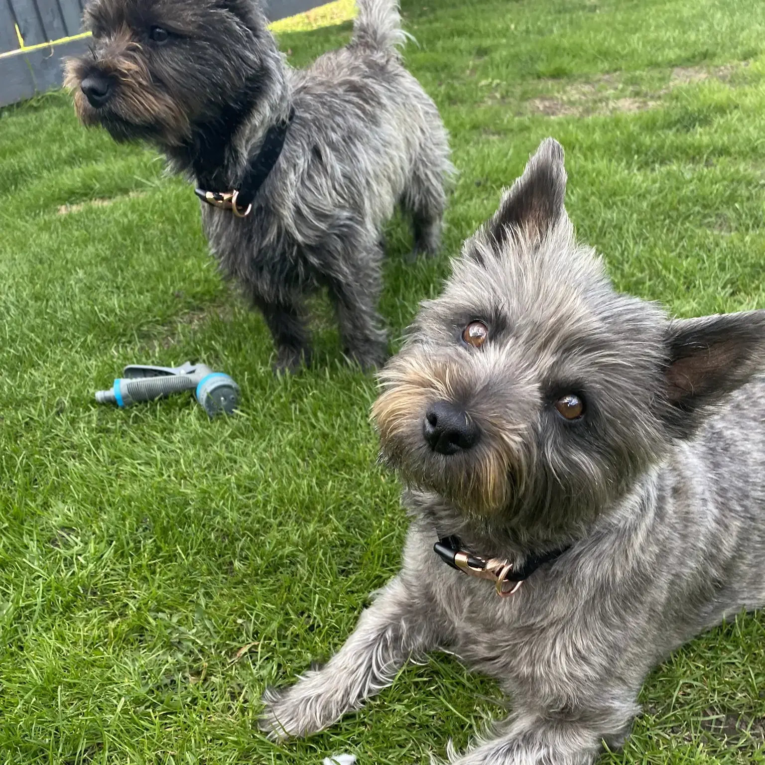 Cairn Terrier