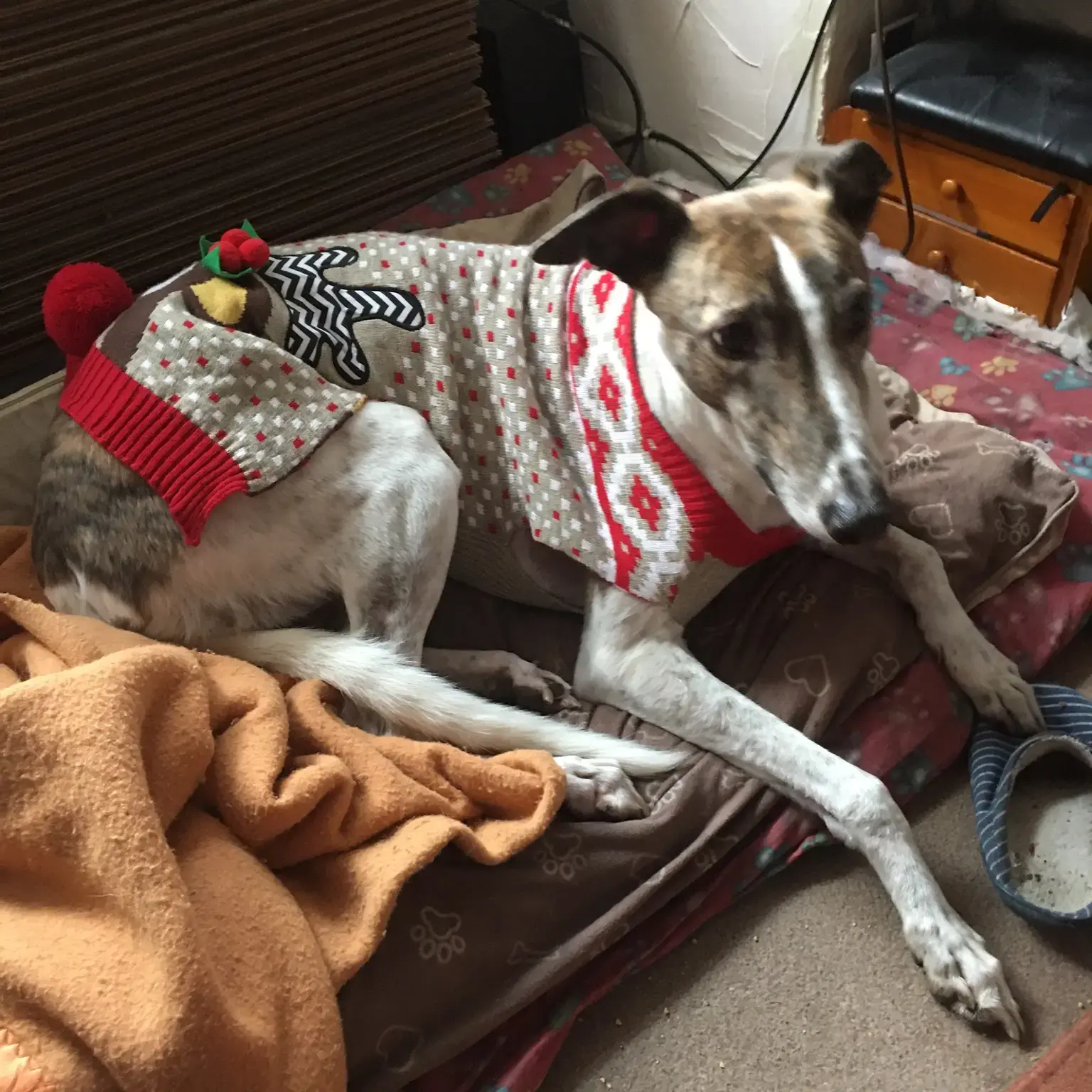Greyhound