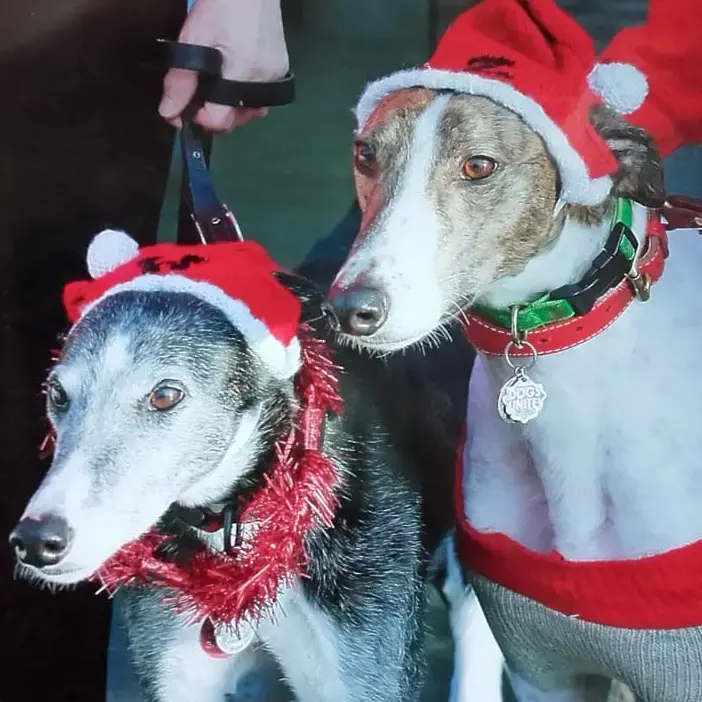 Greyhound