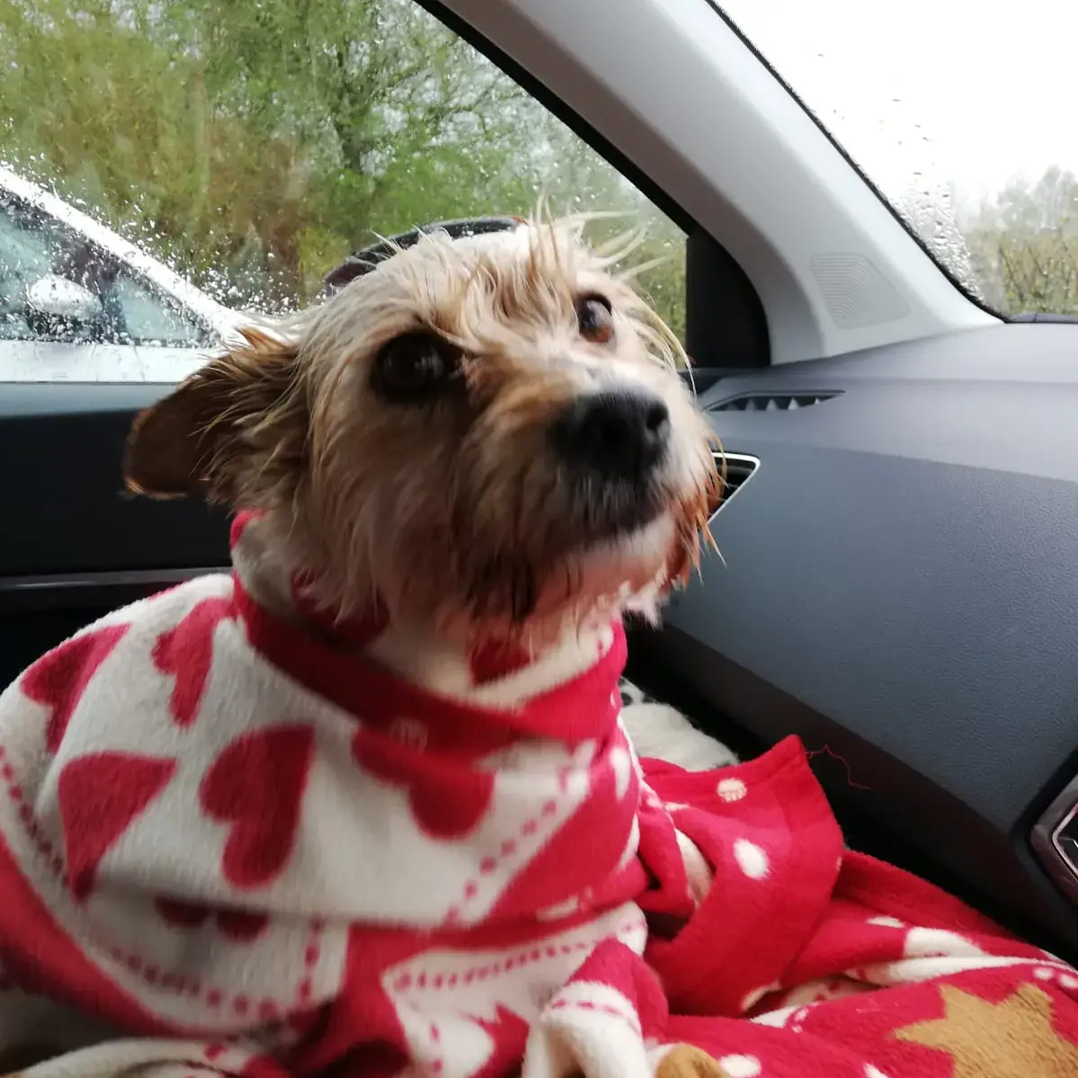 Yorkshire Terrier