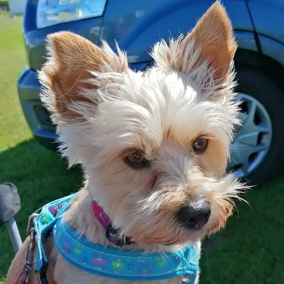 Yorkshire Terrier