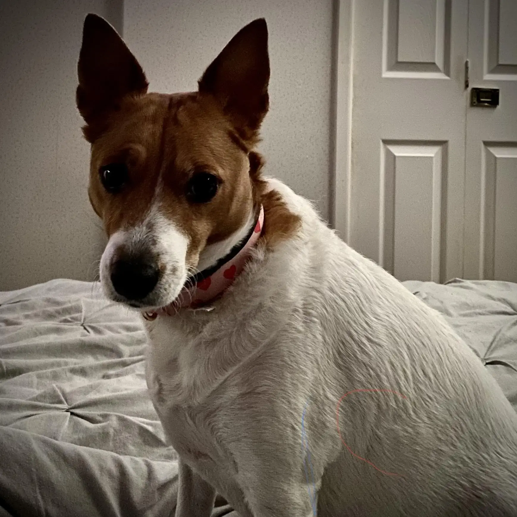 Ruby Jack Russell Terrier Purina UK