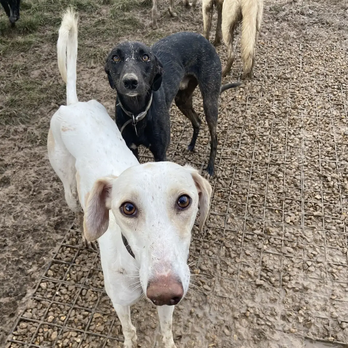 Saluki