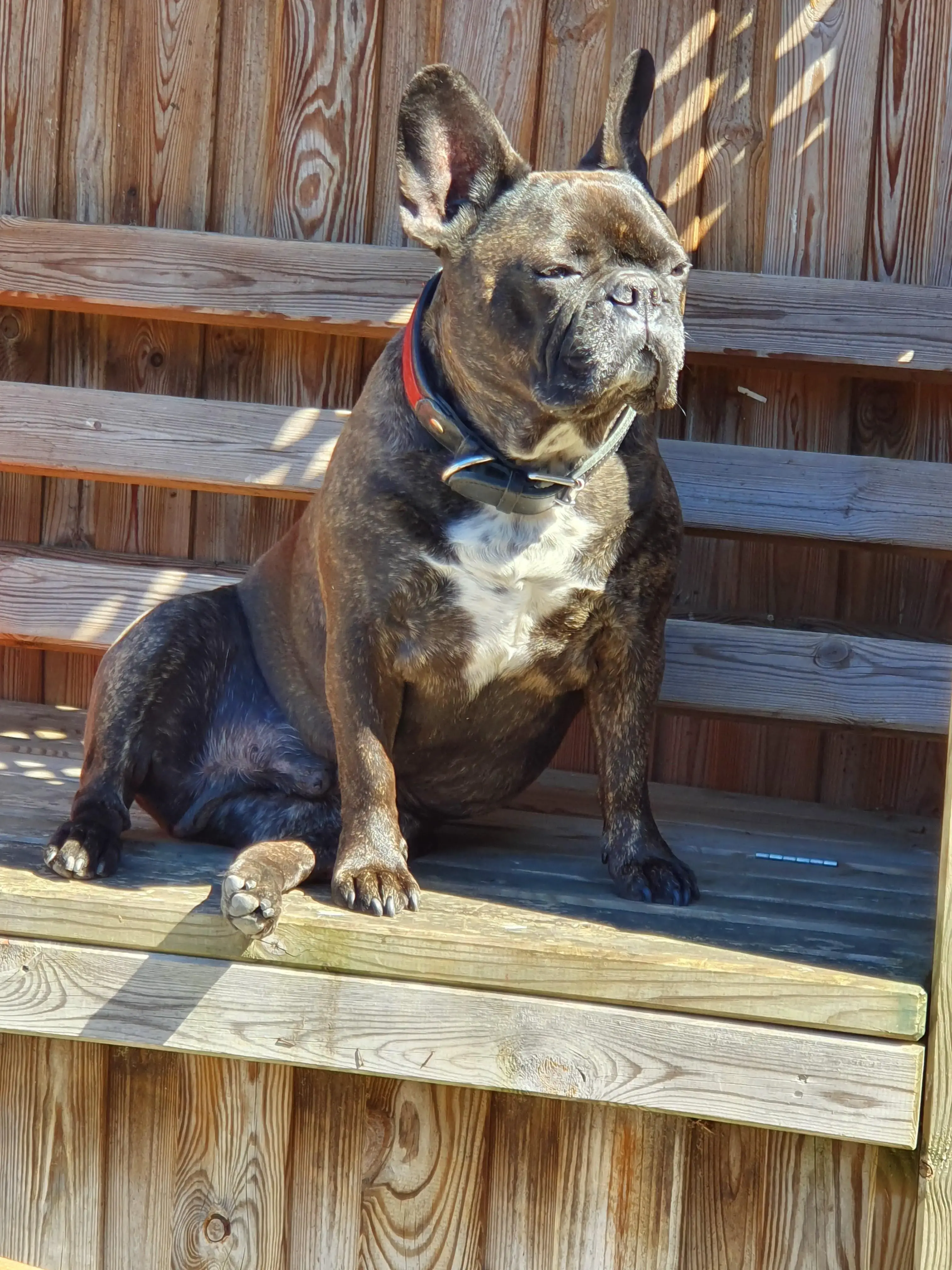 French Bulldog