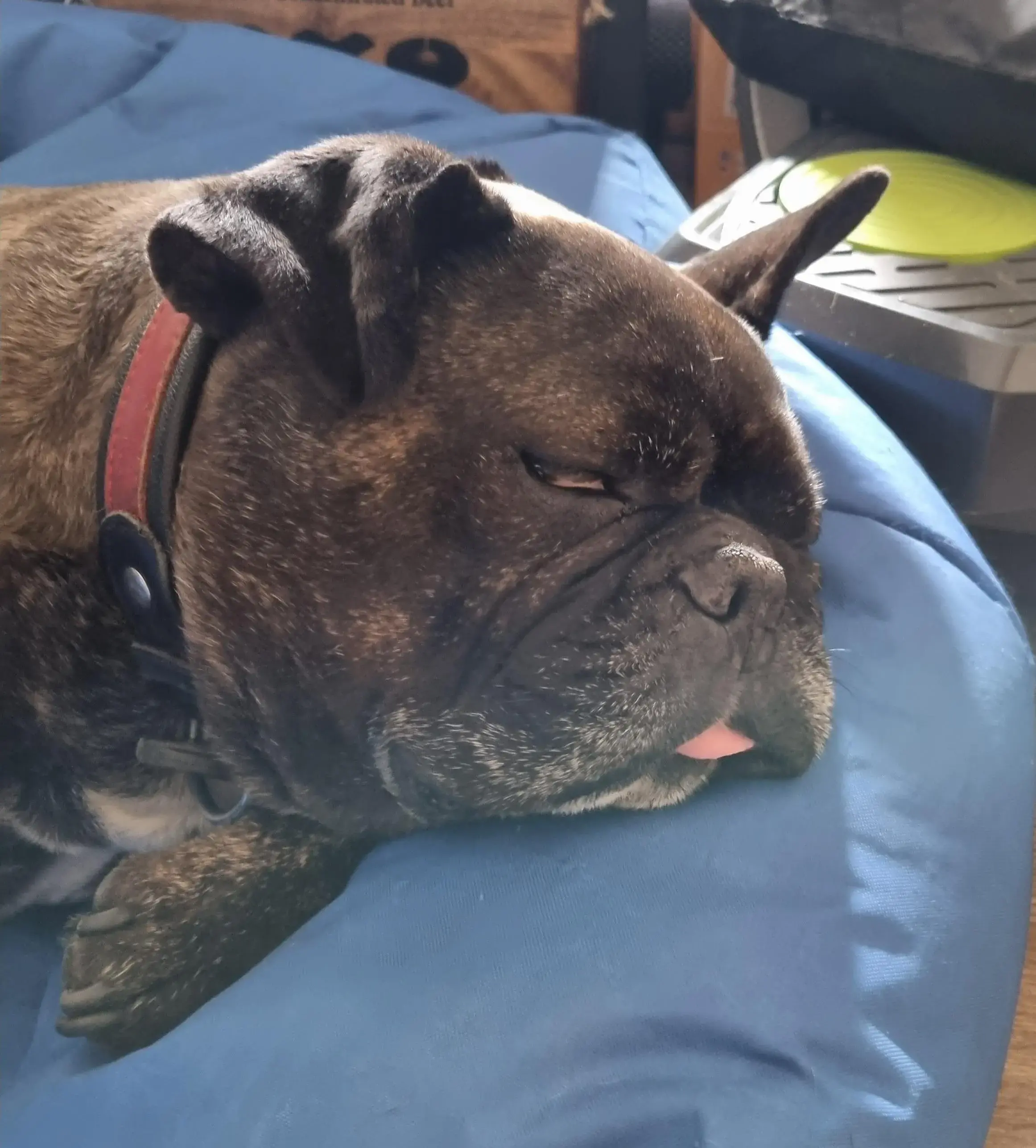 French Bulldog