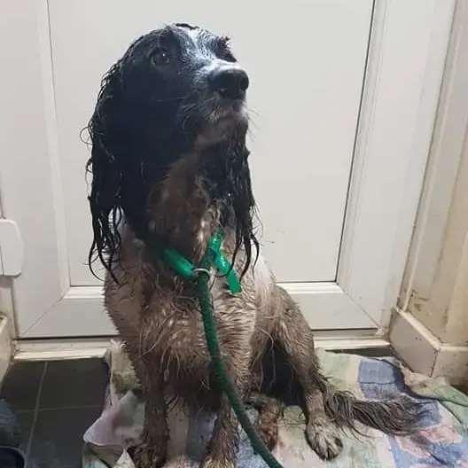English Springer Spaniel