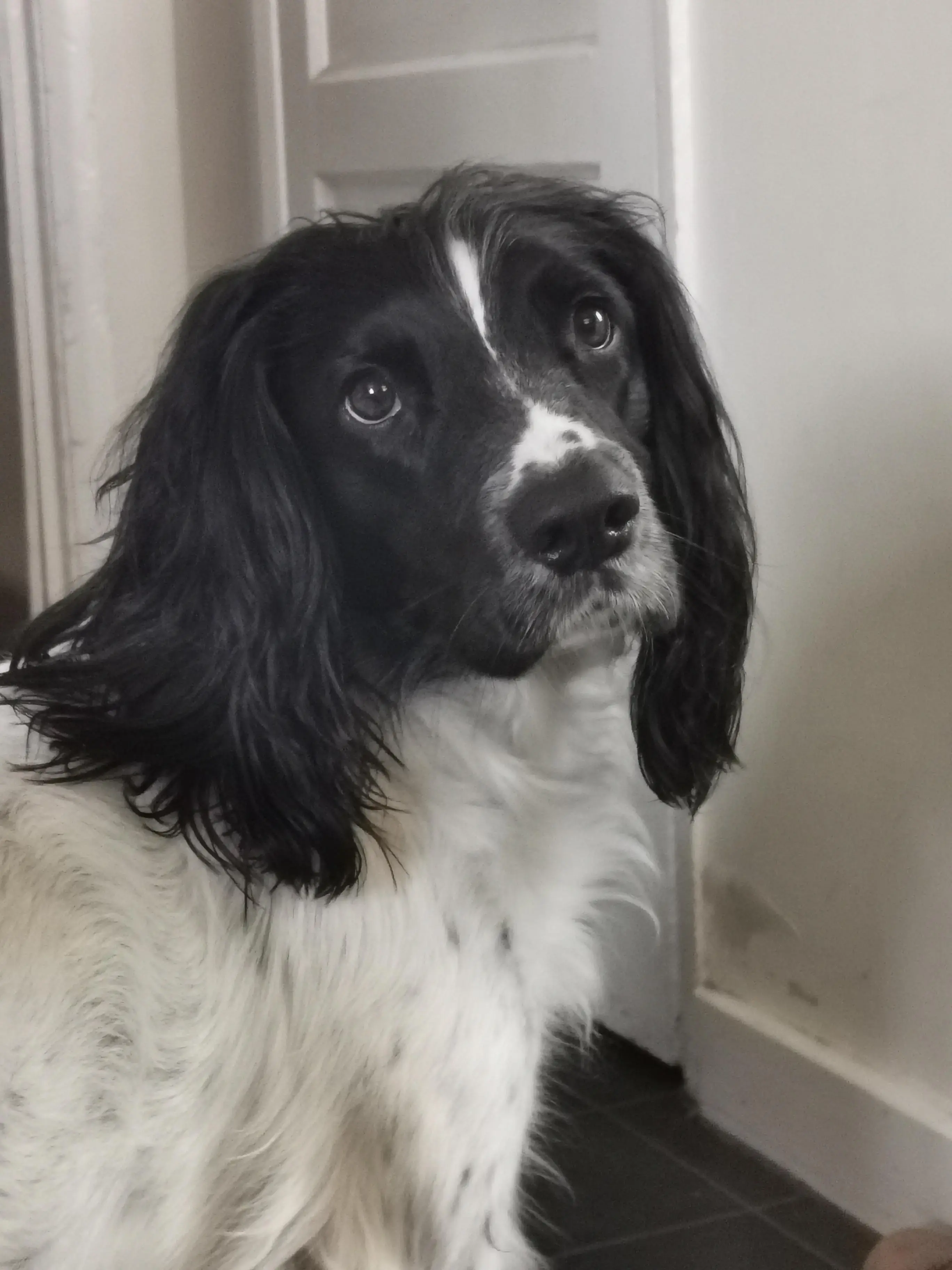 English Springer Spaniel