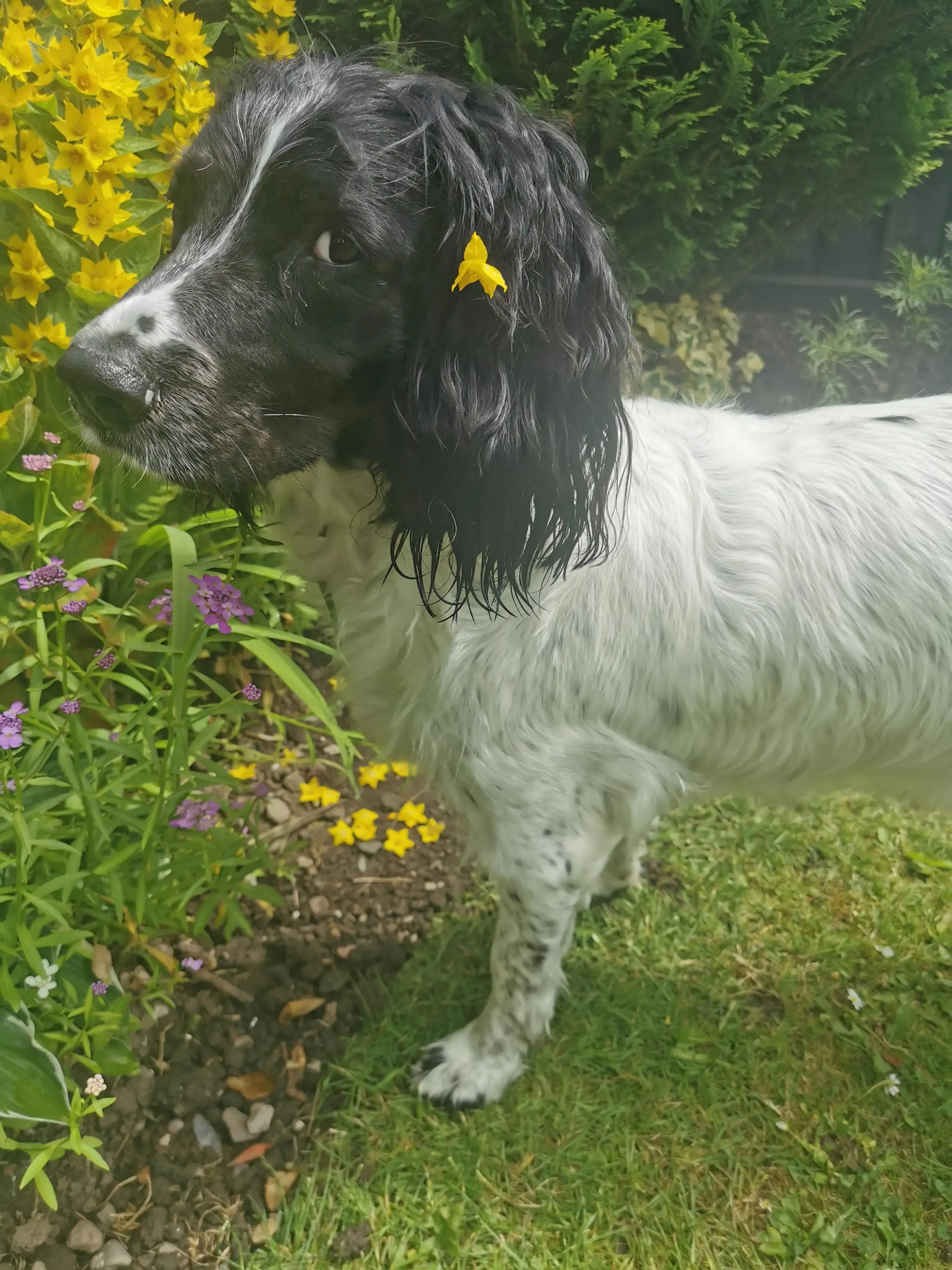 English Springer Spaniel