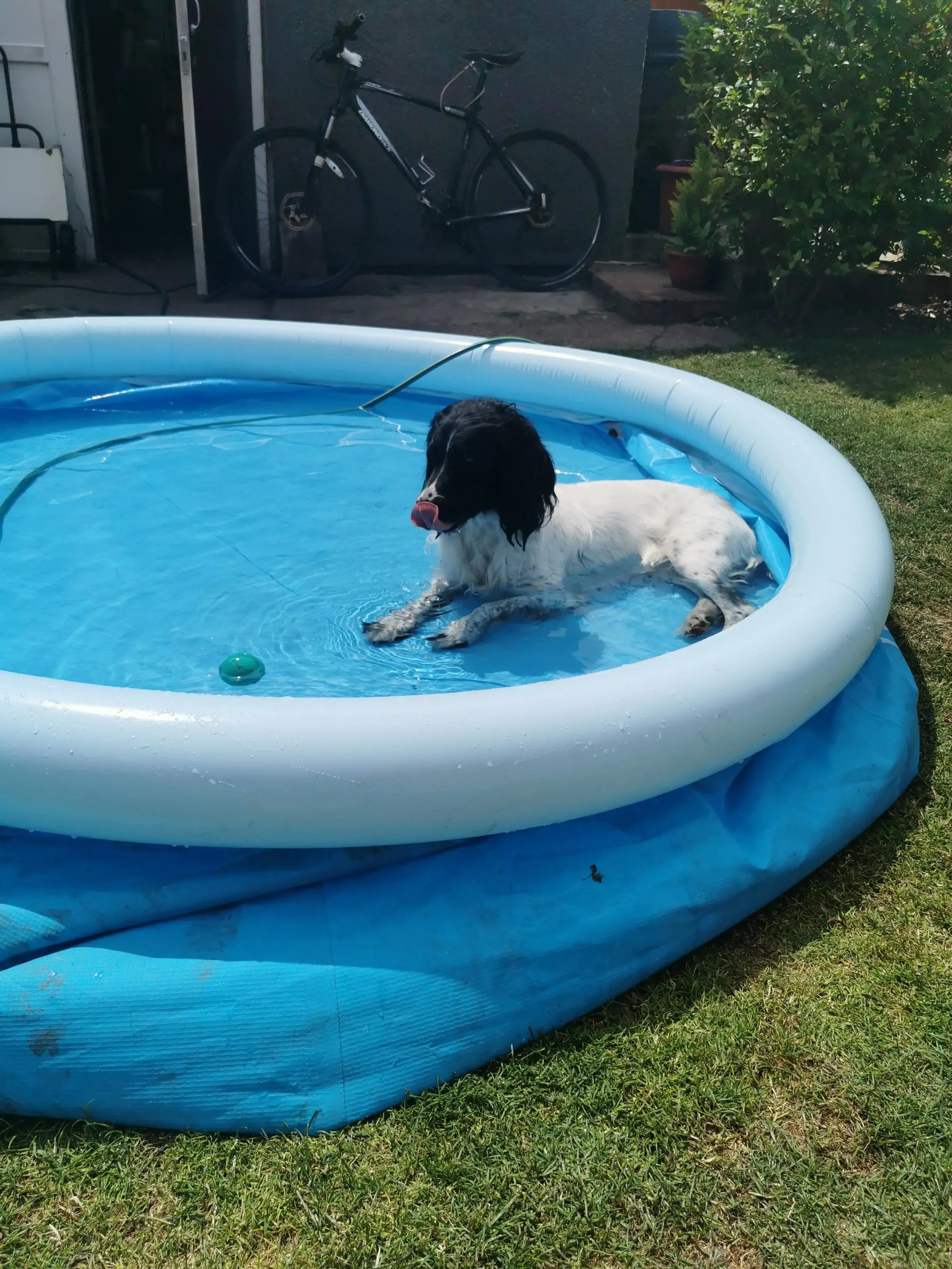 English Springer Spaniel