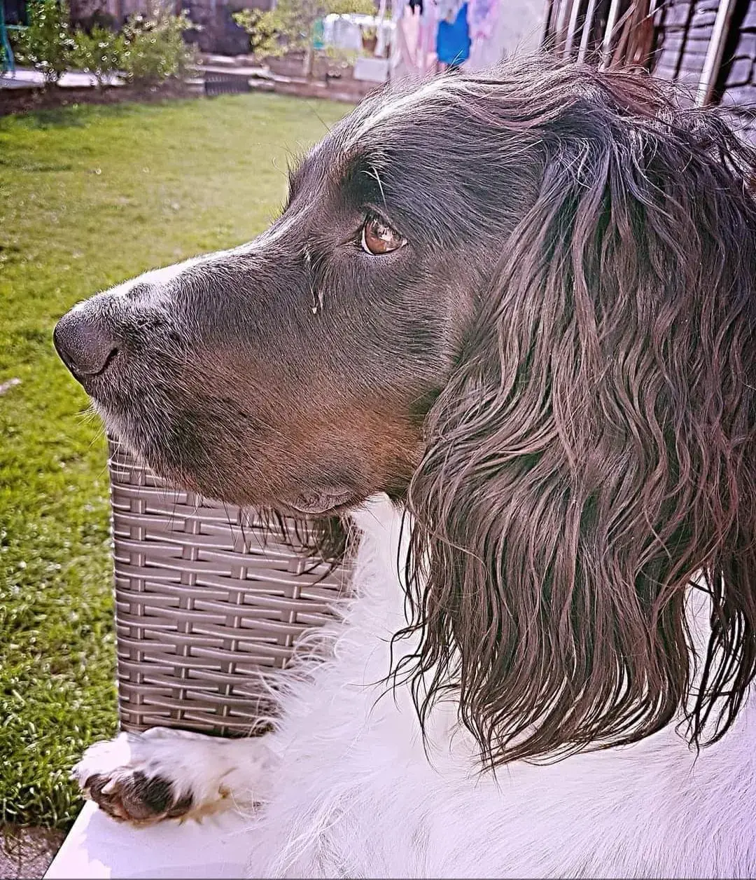 English Springer Spaniel