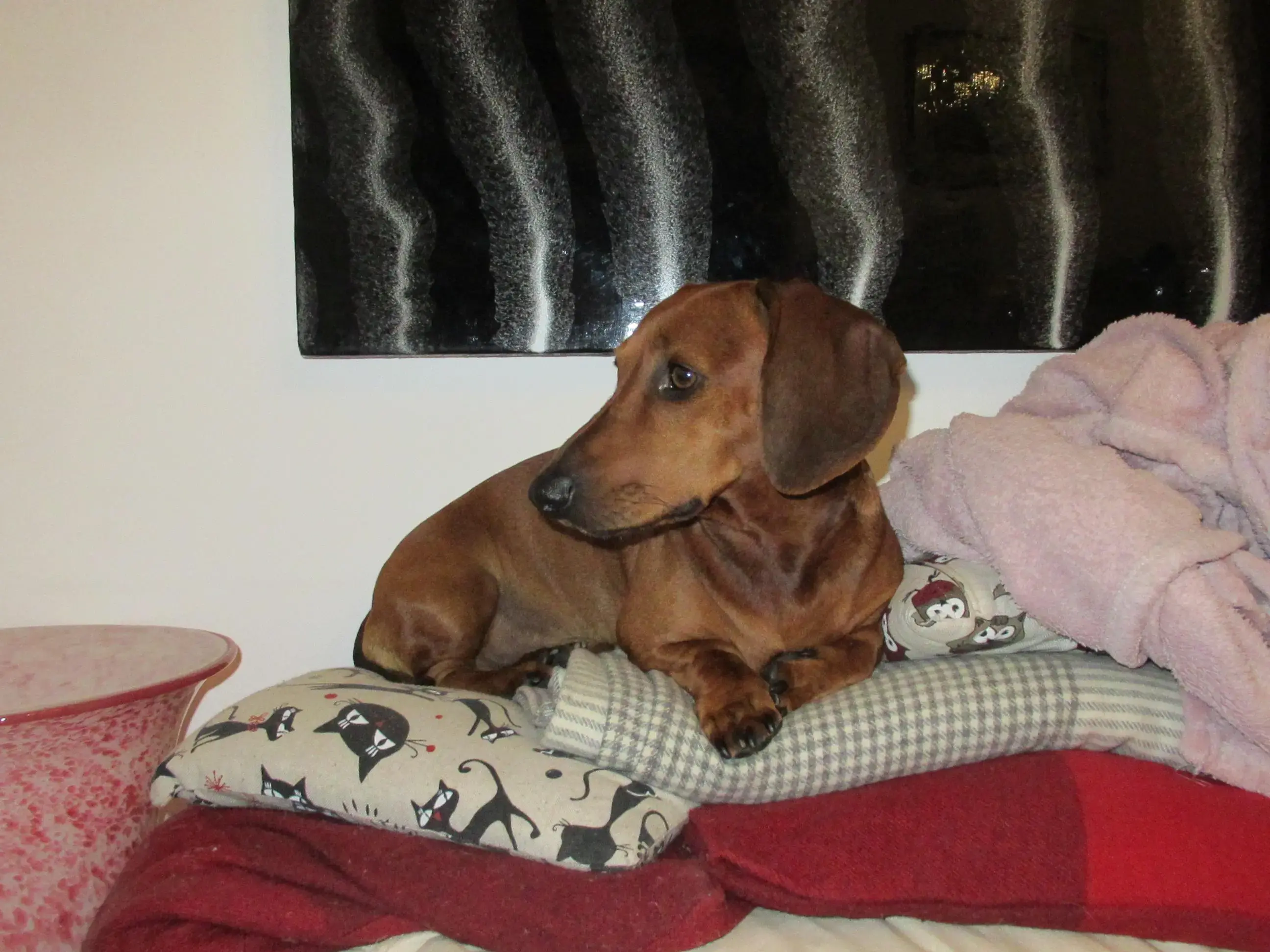Dachshund (Smooth-Haired)