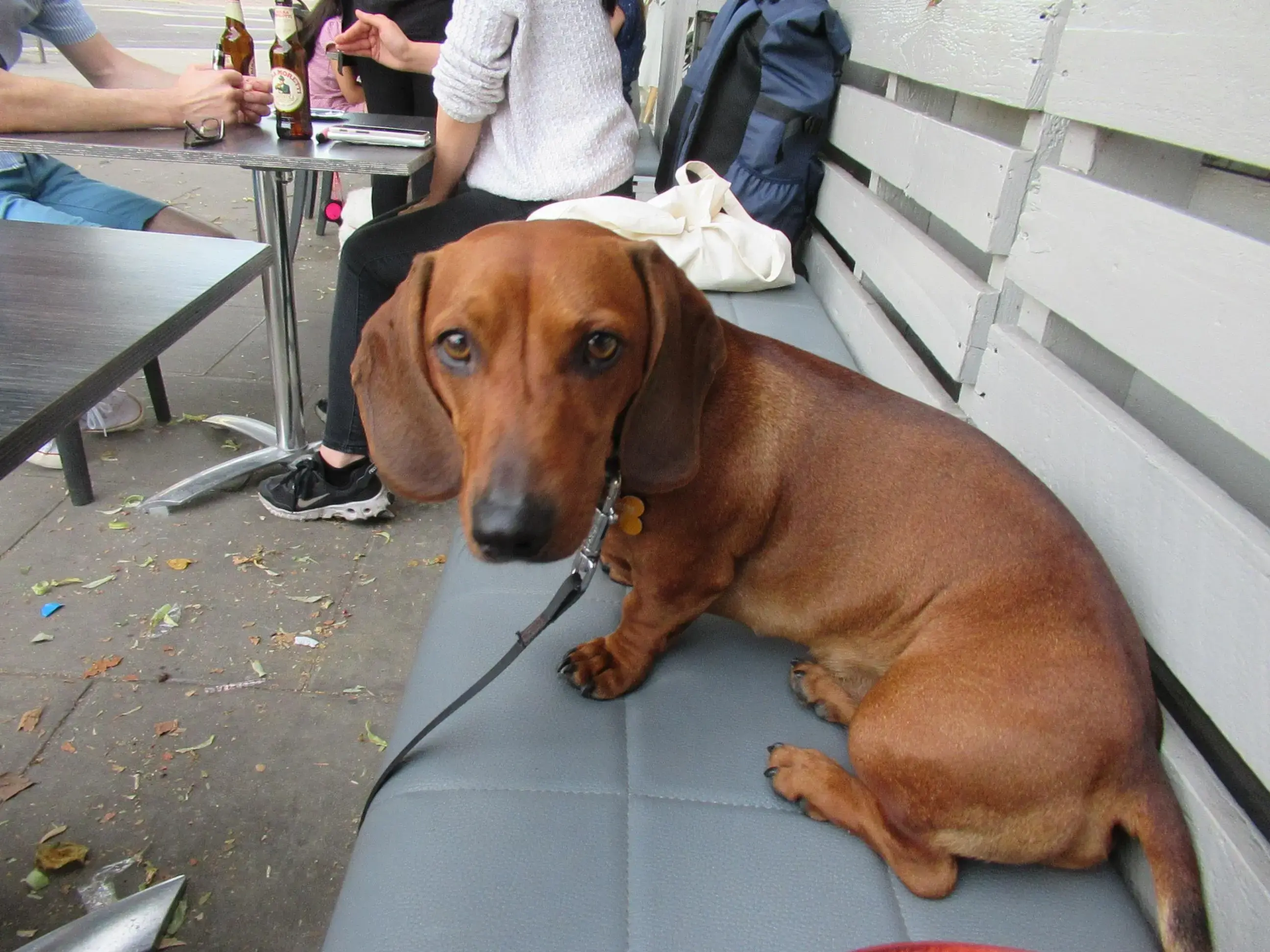 Dachshund (Smooth-Haired)