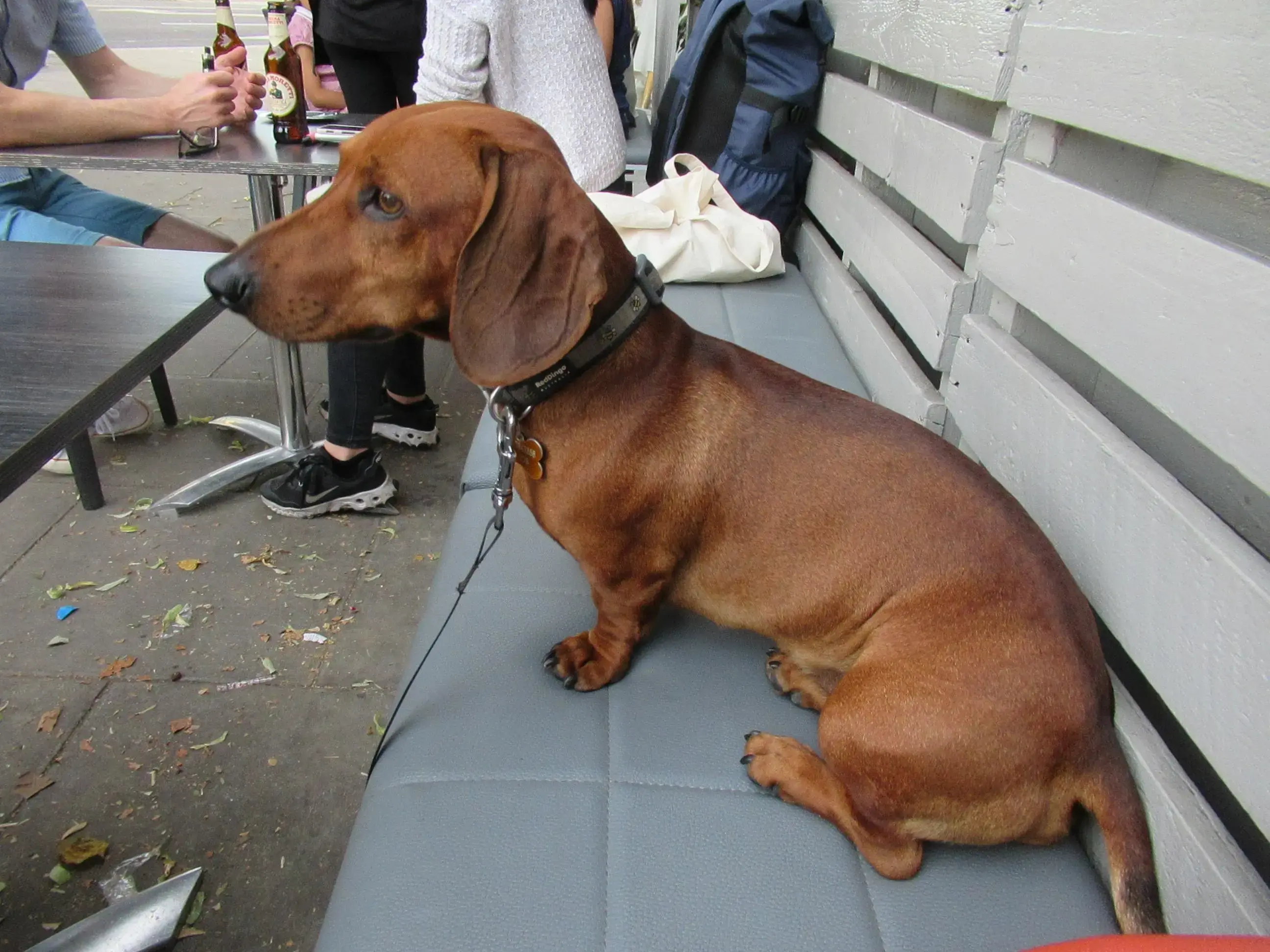 Dachshund (Smooth-Haired)