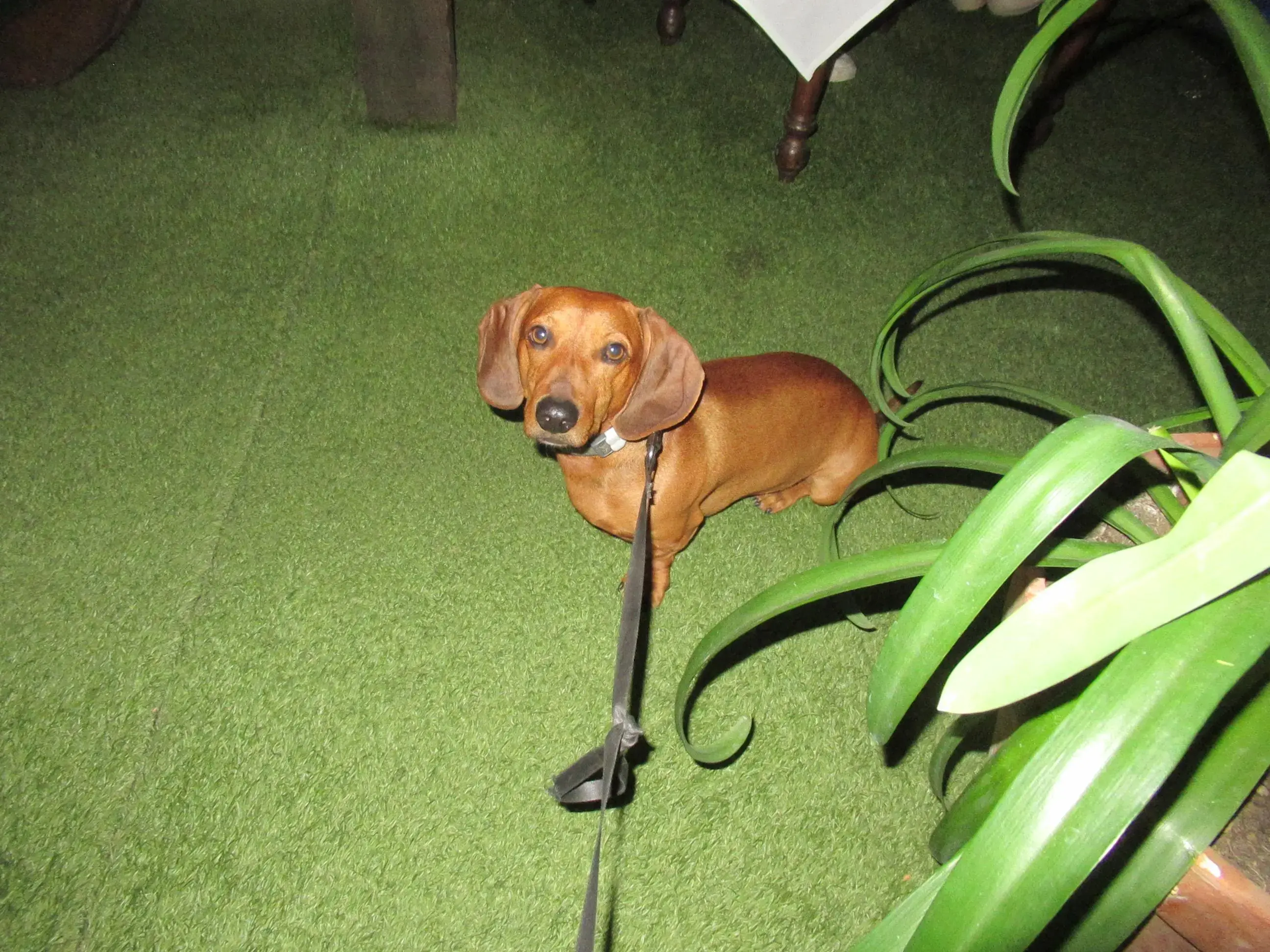 Dachshund (Smooth-Haired)