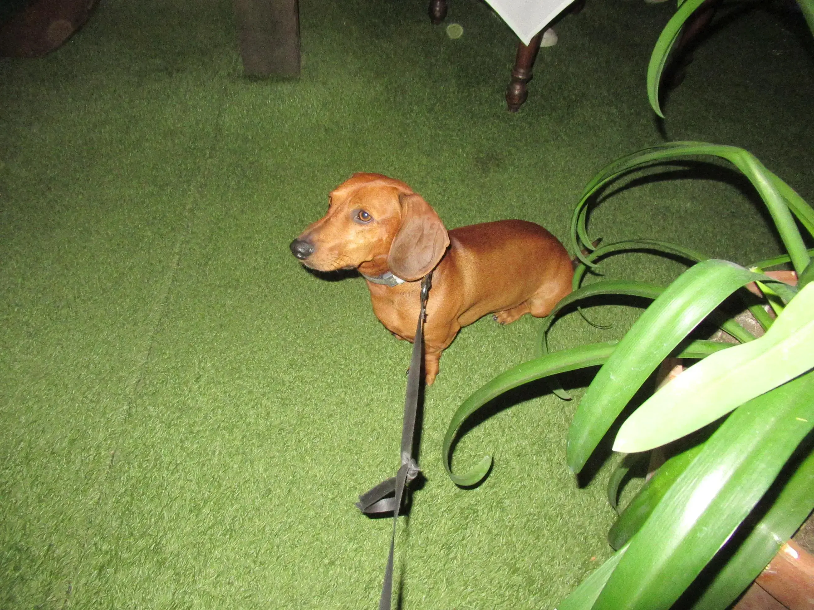 Dachshund (Smooth-Haired)