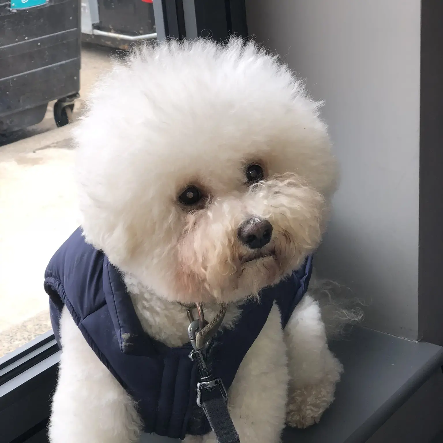 Bichon Frise