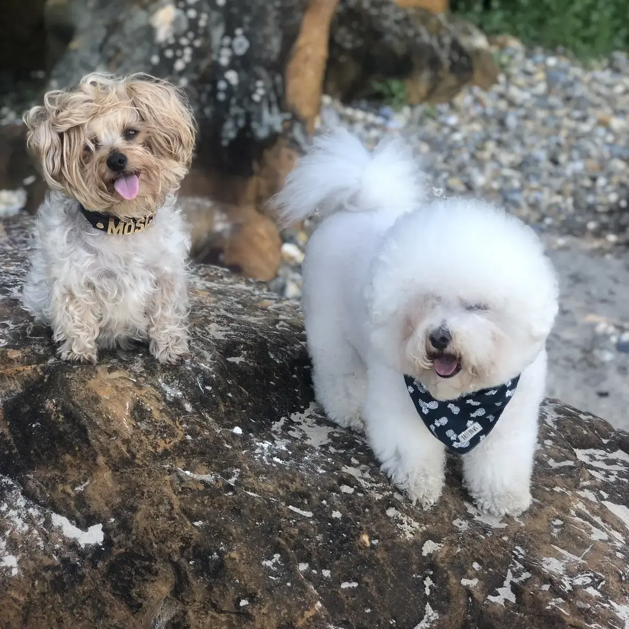 Bichon Frise