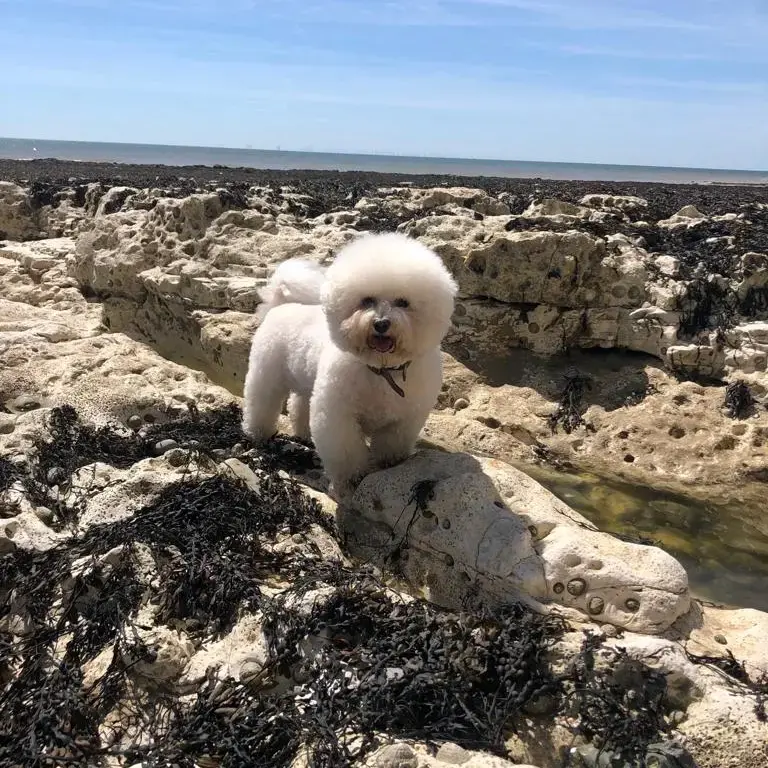 Bichon Frise