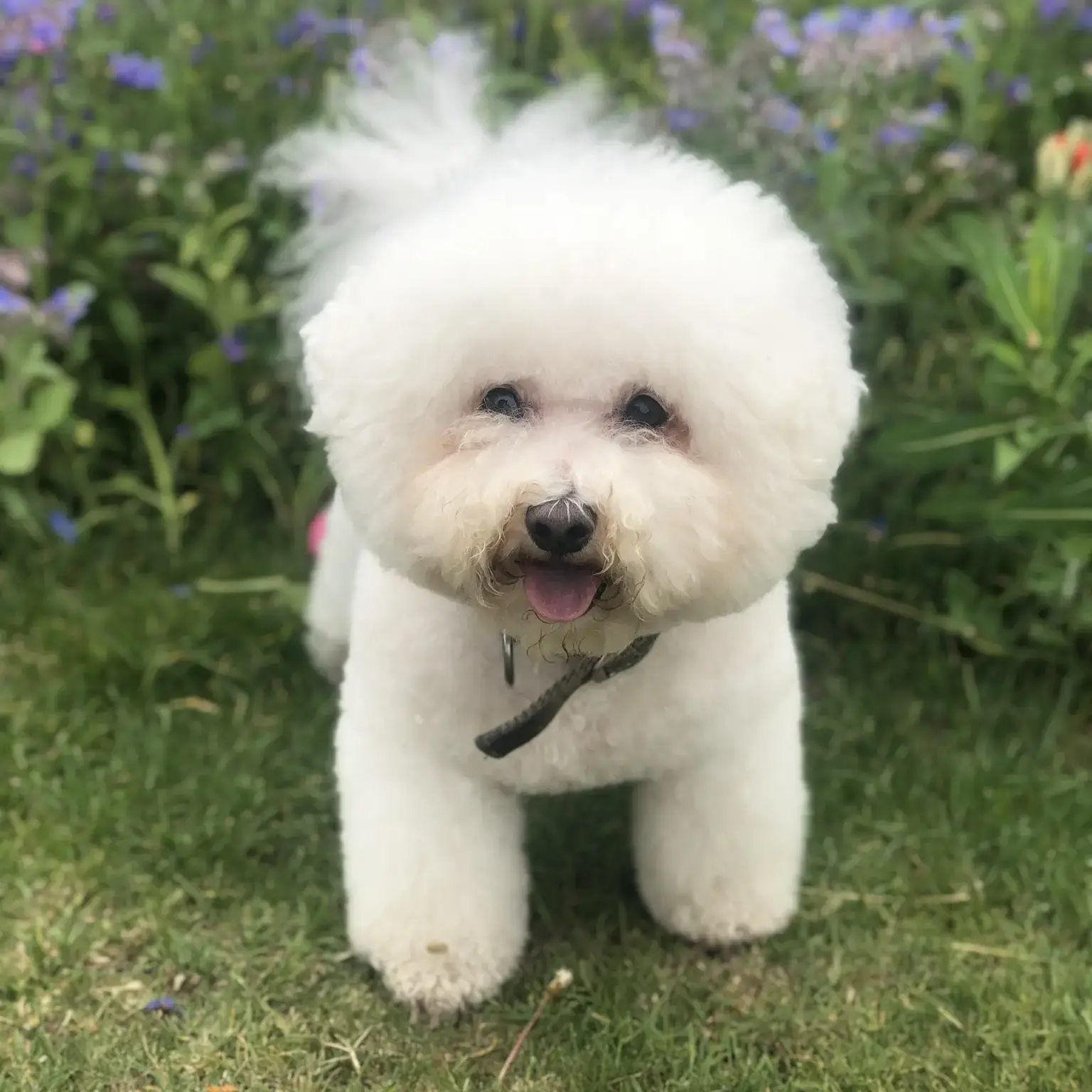 Bichon Frise