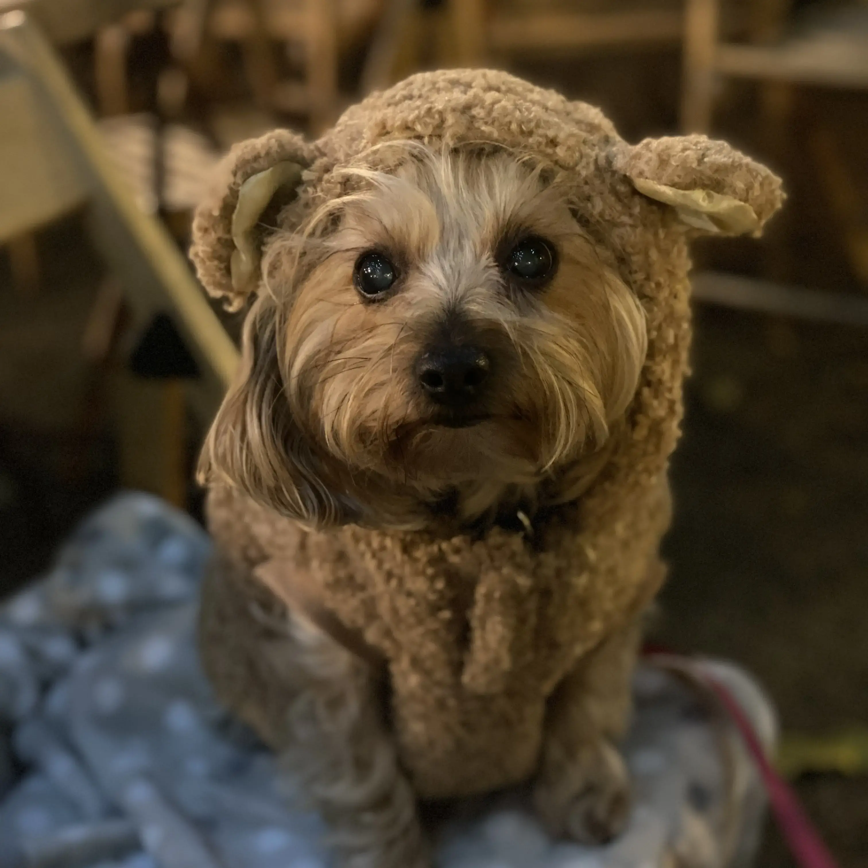 Yorkshire Terrier