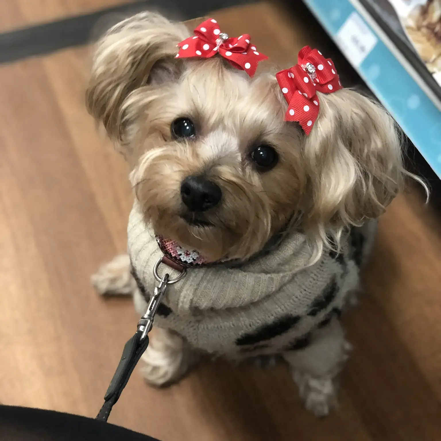 Yorkshire Terrier