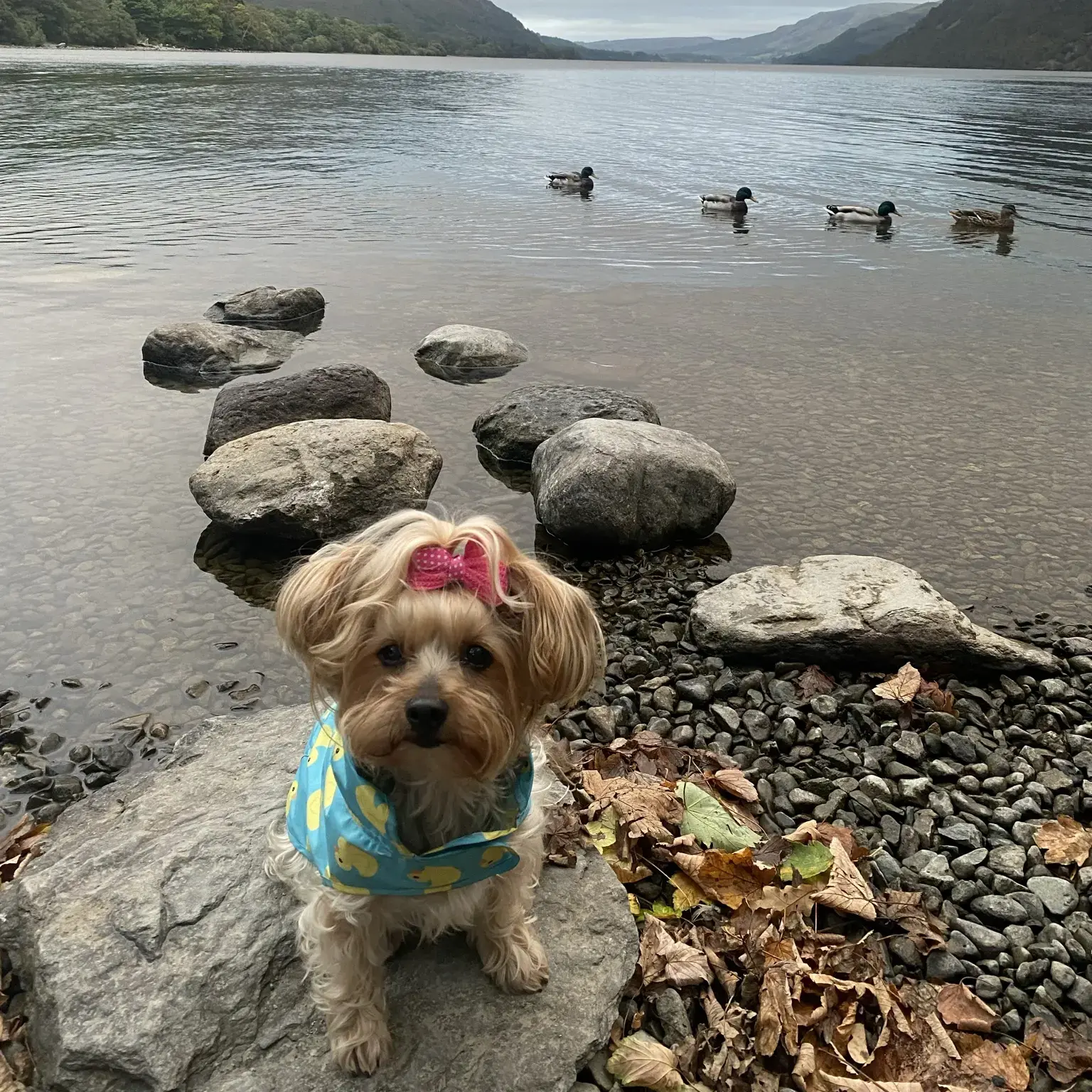 Yorkshire Terrier