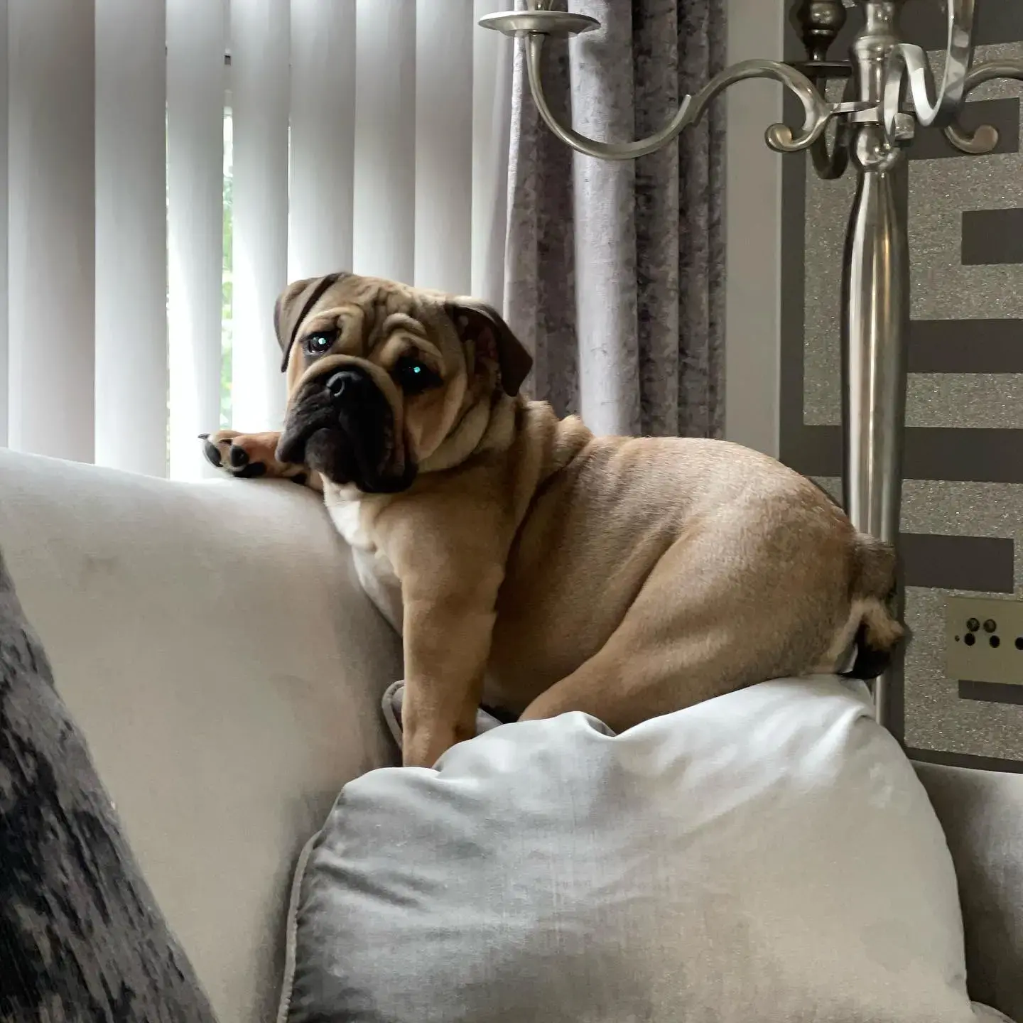 Bulldog
