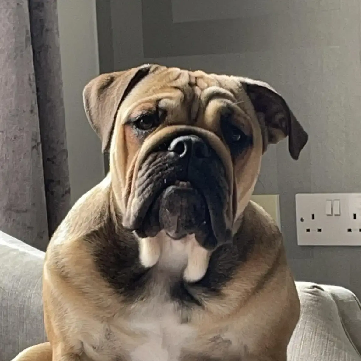 Bulldog