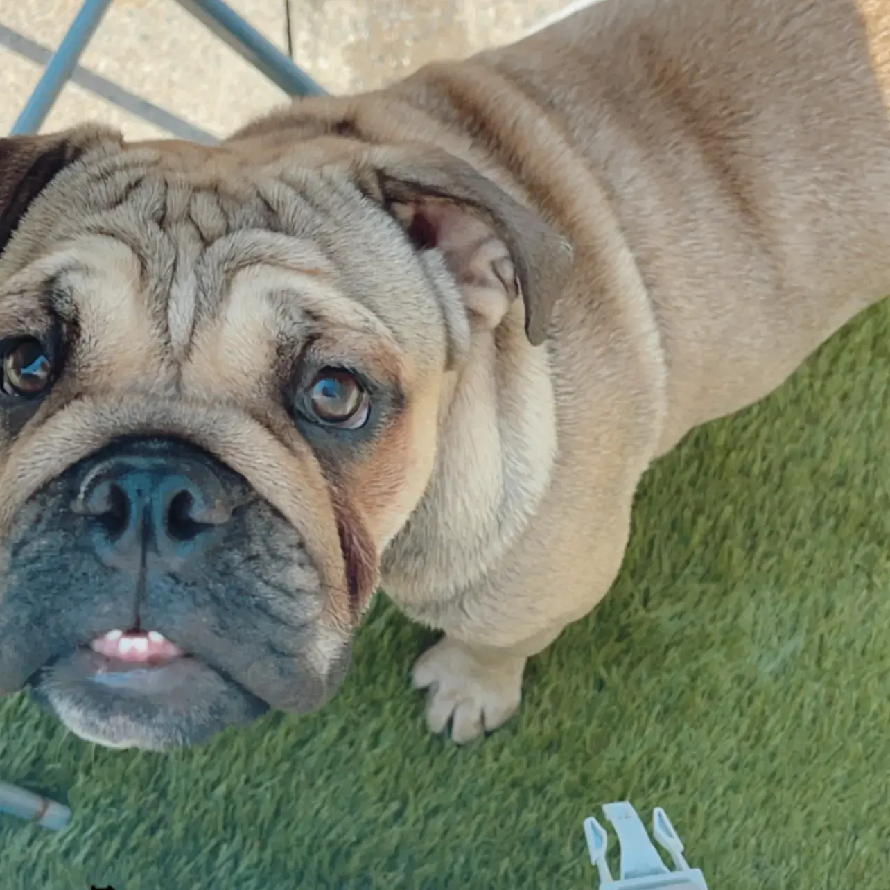 Bulldog