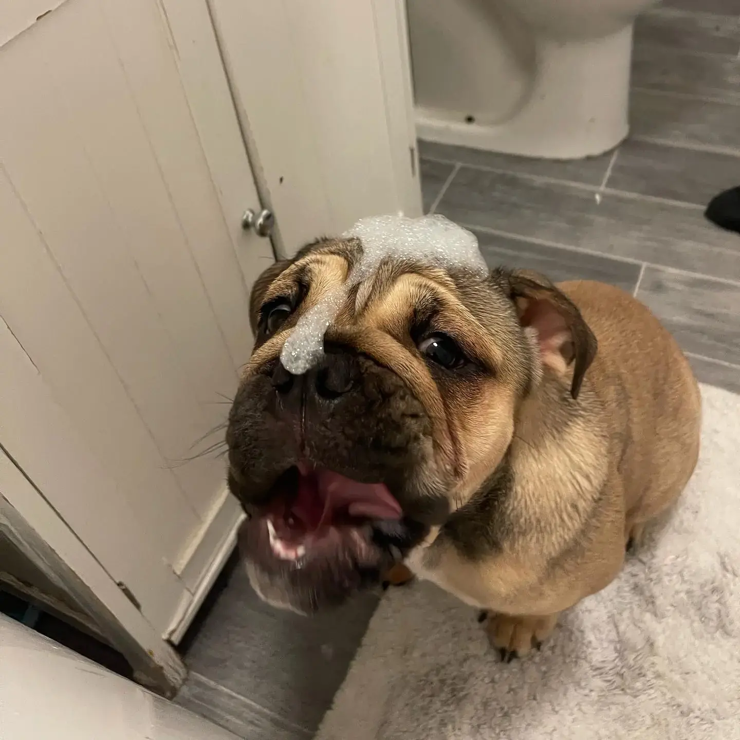 Bulldog