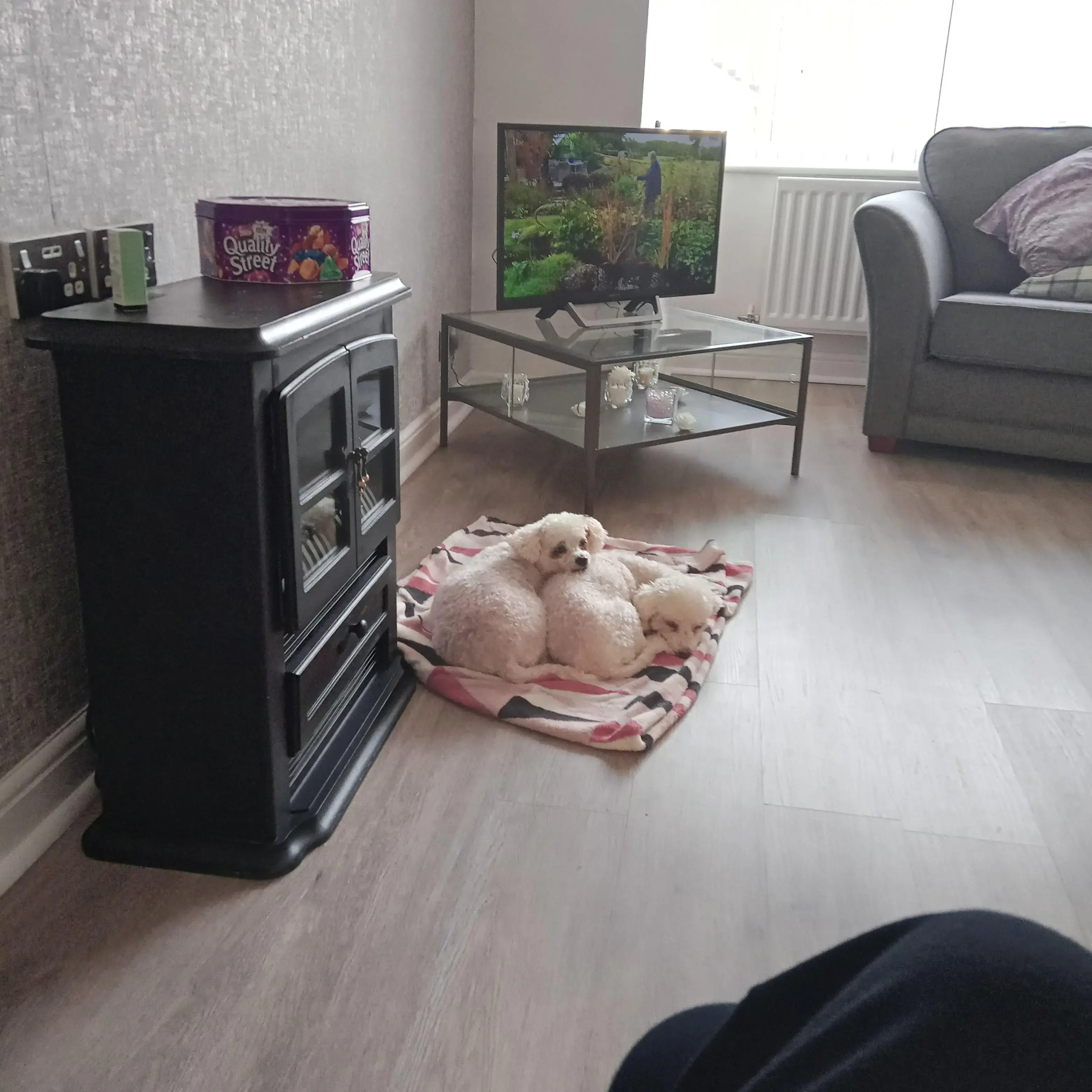Bichon Frise