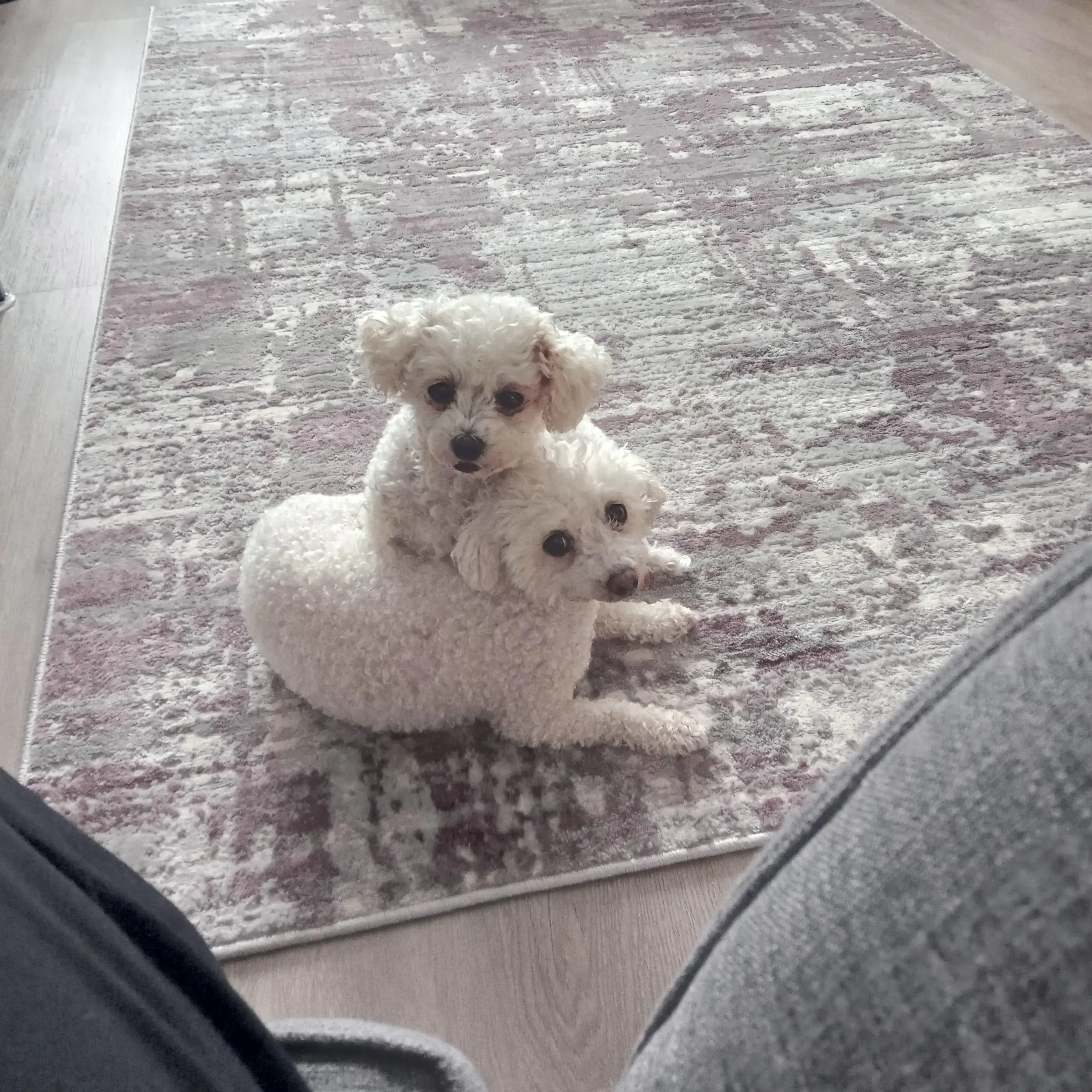 Bichon Frise