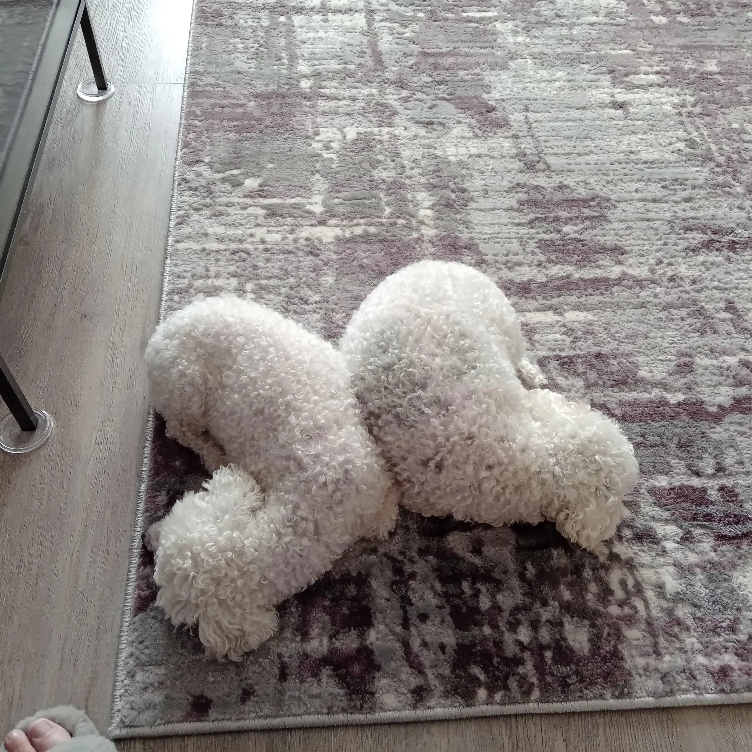 Bichon Frise