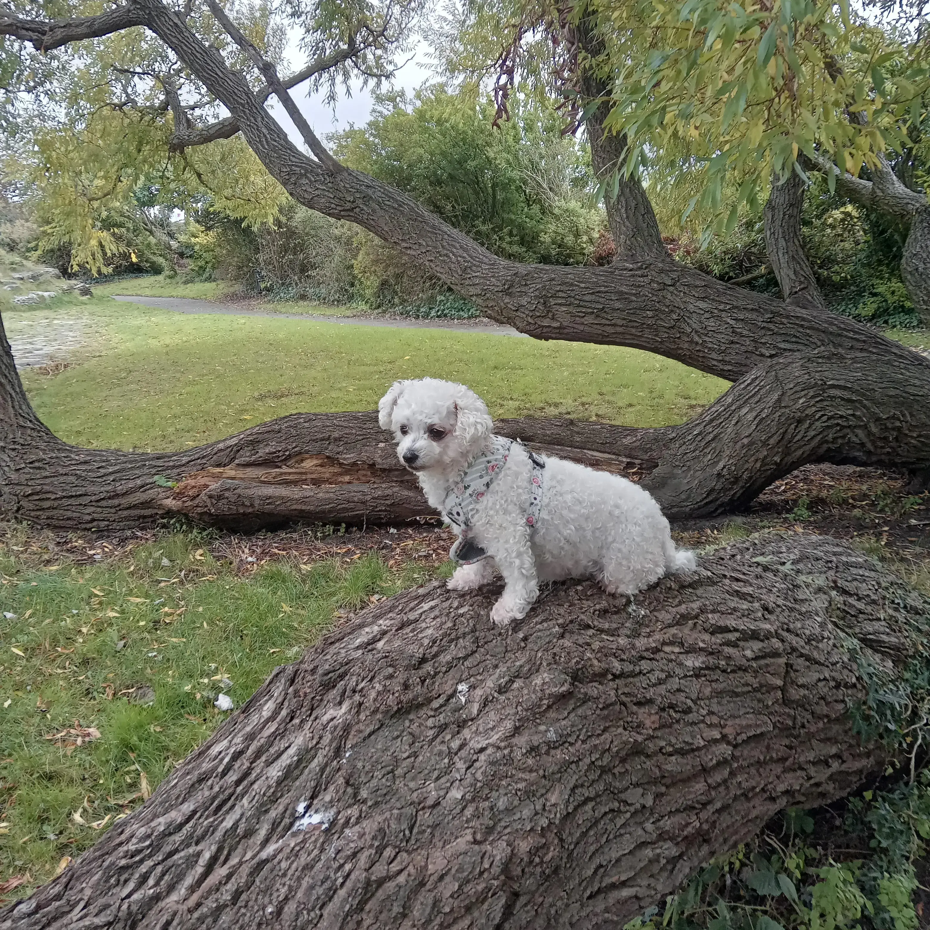 Bichon Frise