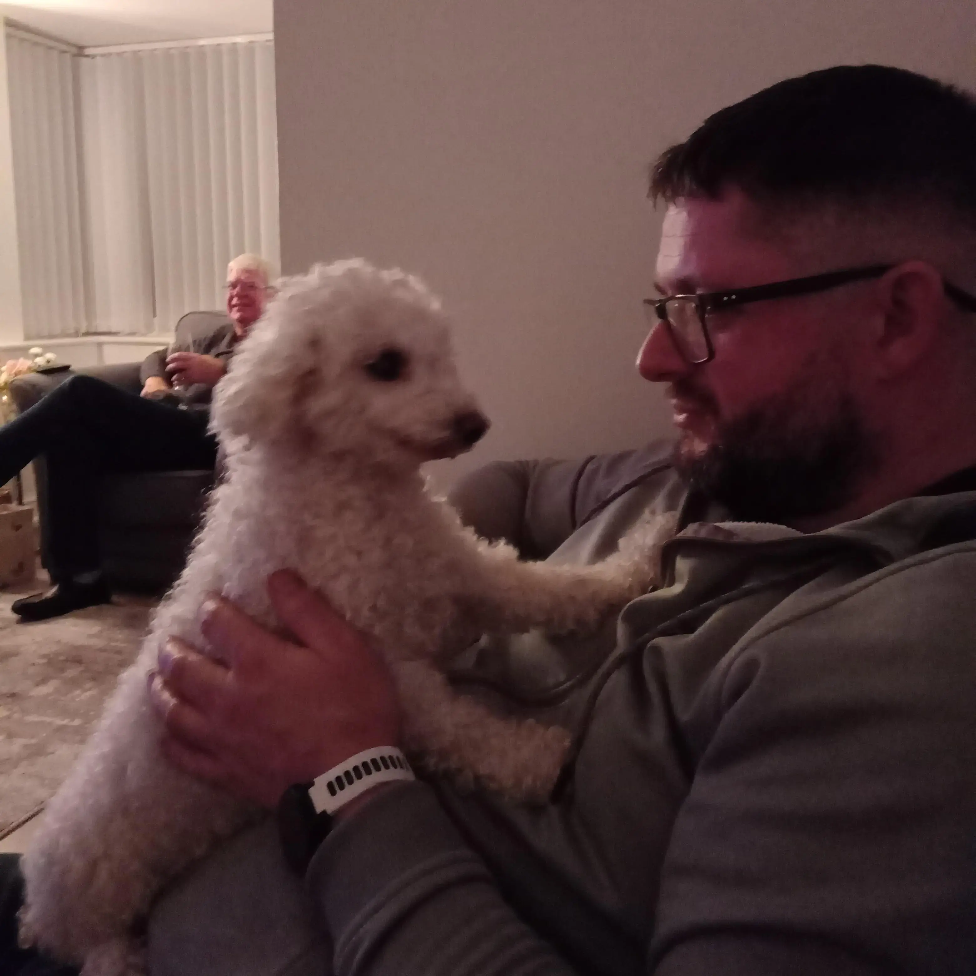 Bichon Frise