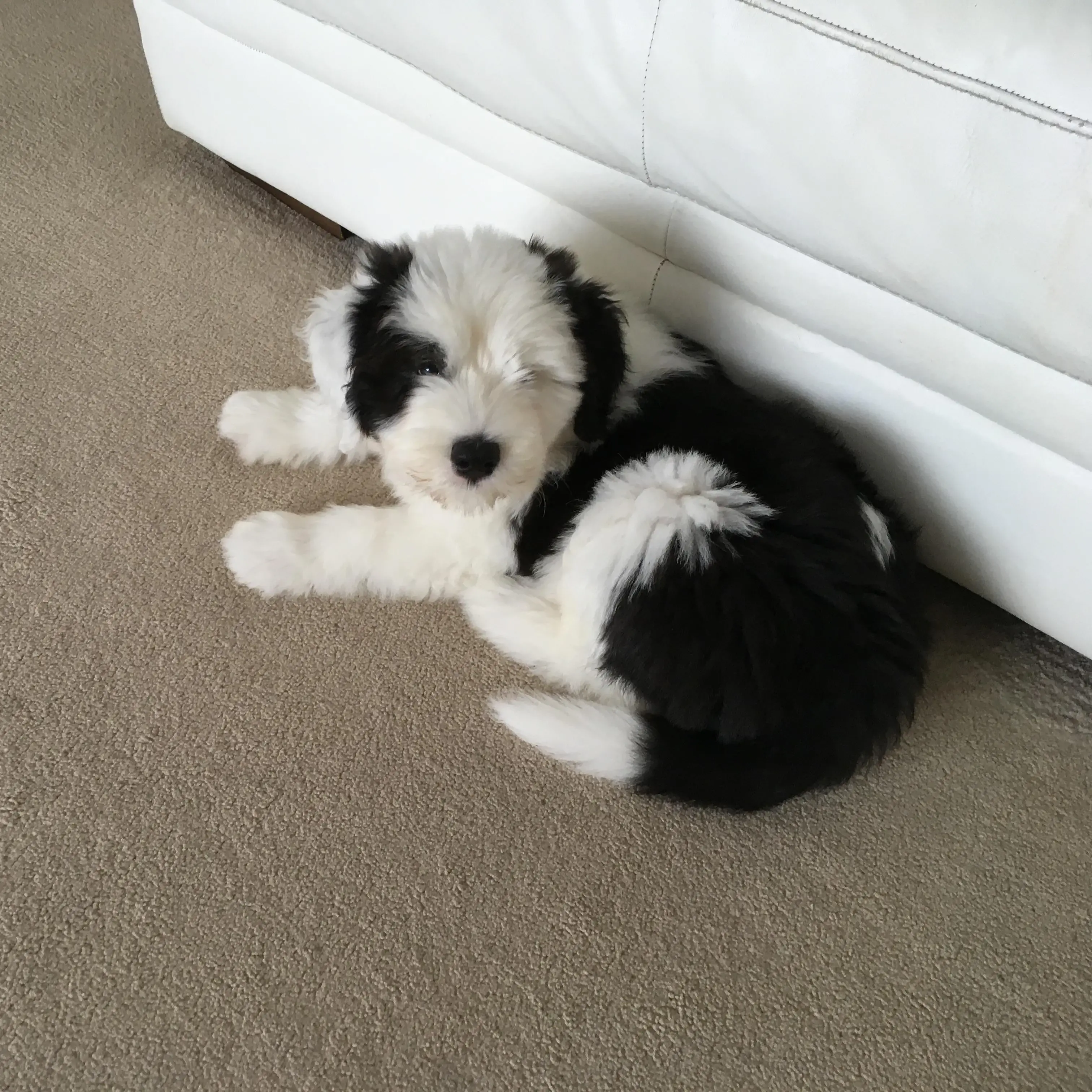 Old English Sheepdog