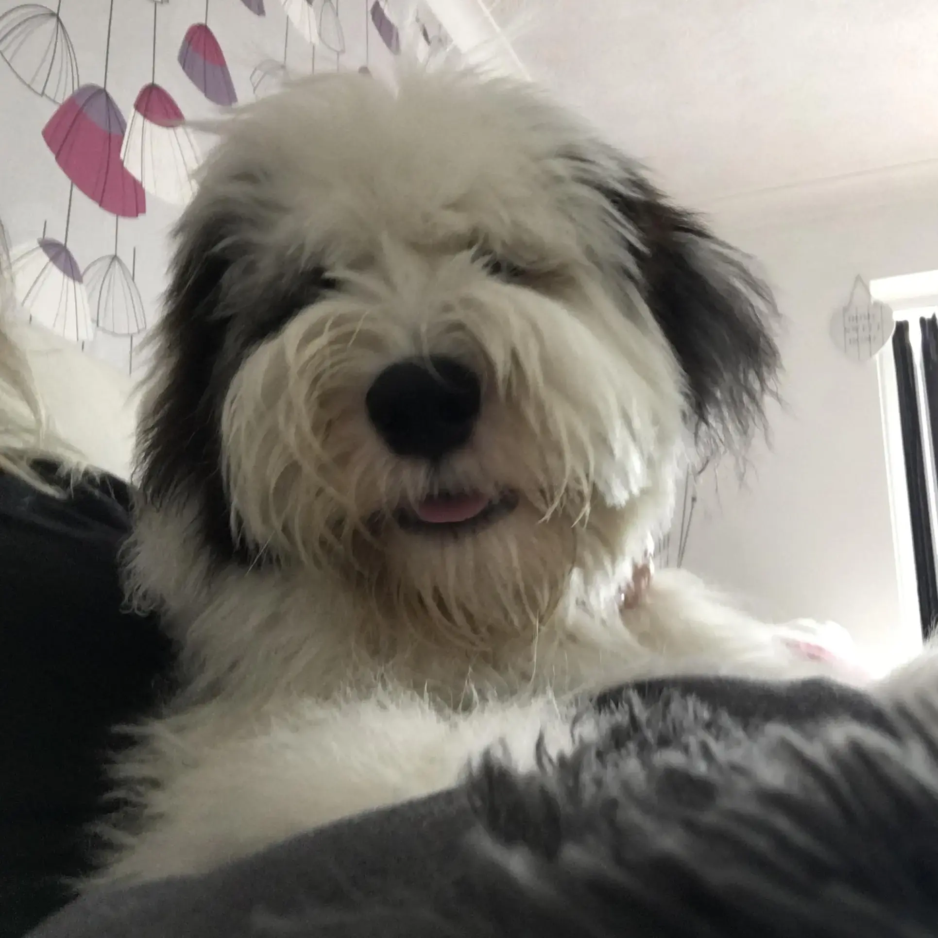 Old English Sheepdog