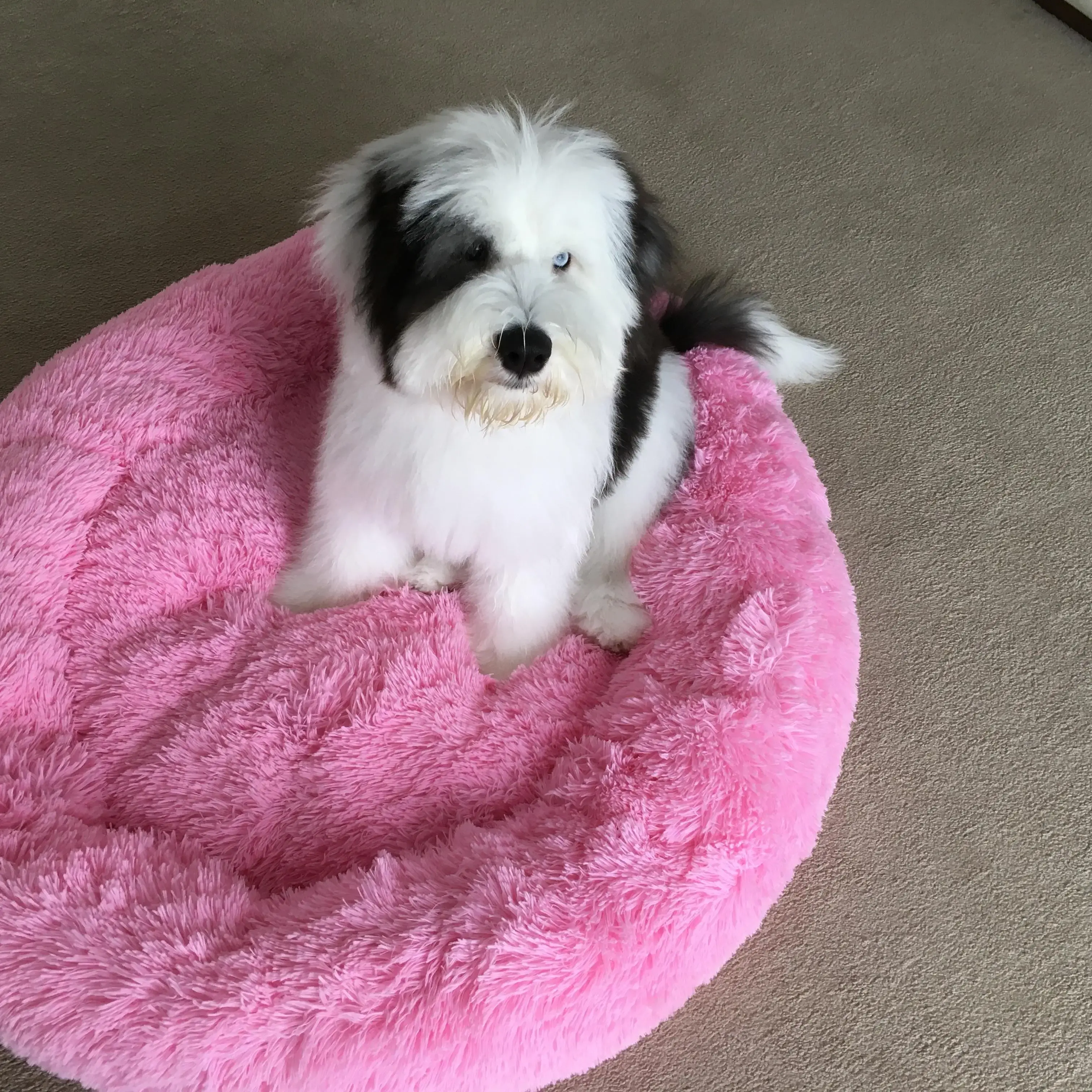 Old English Sheepdog