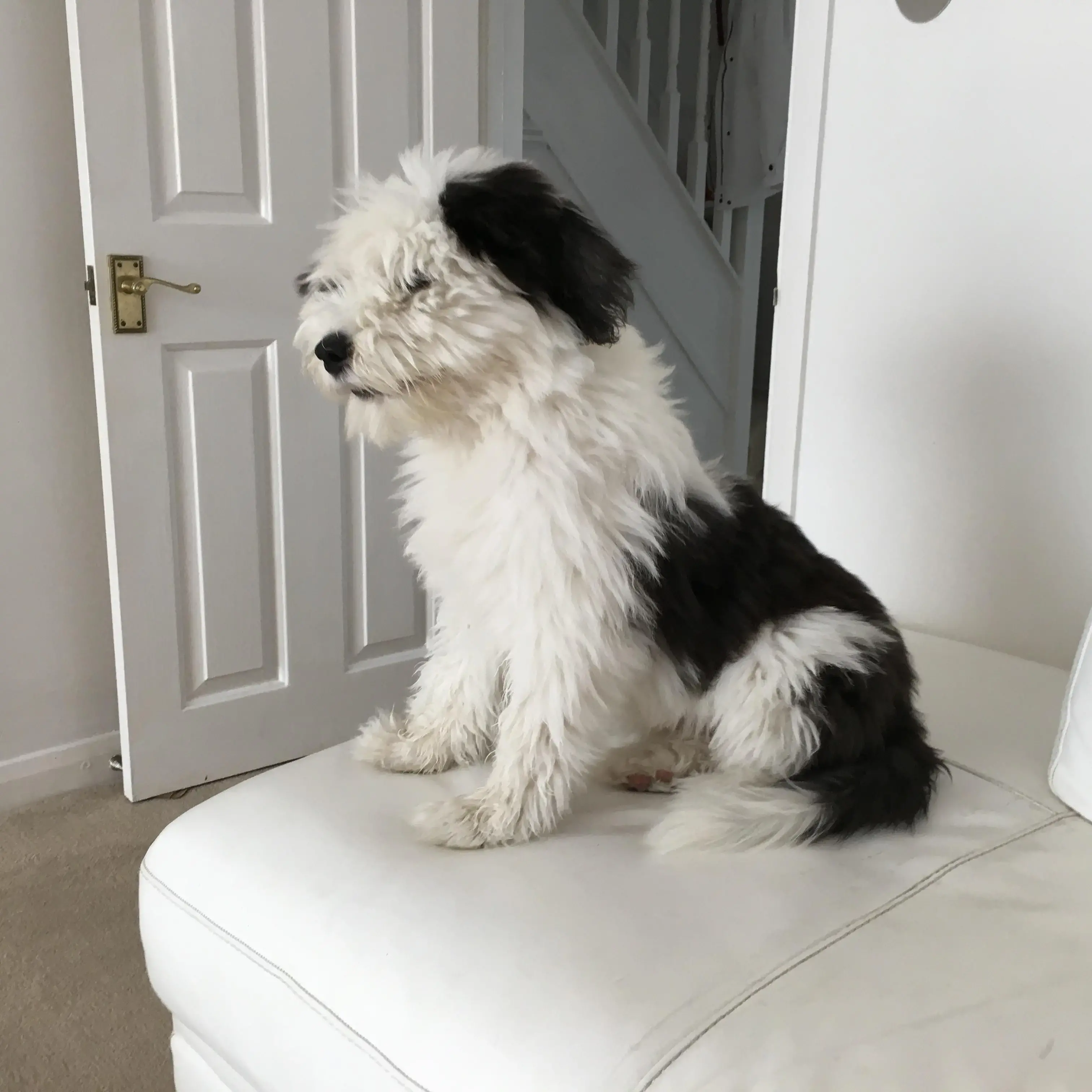 Old English Sheepdog