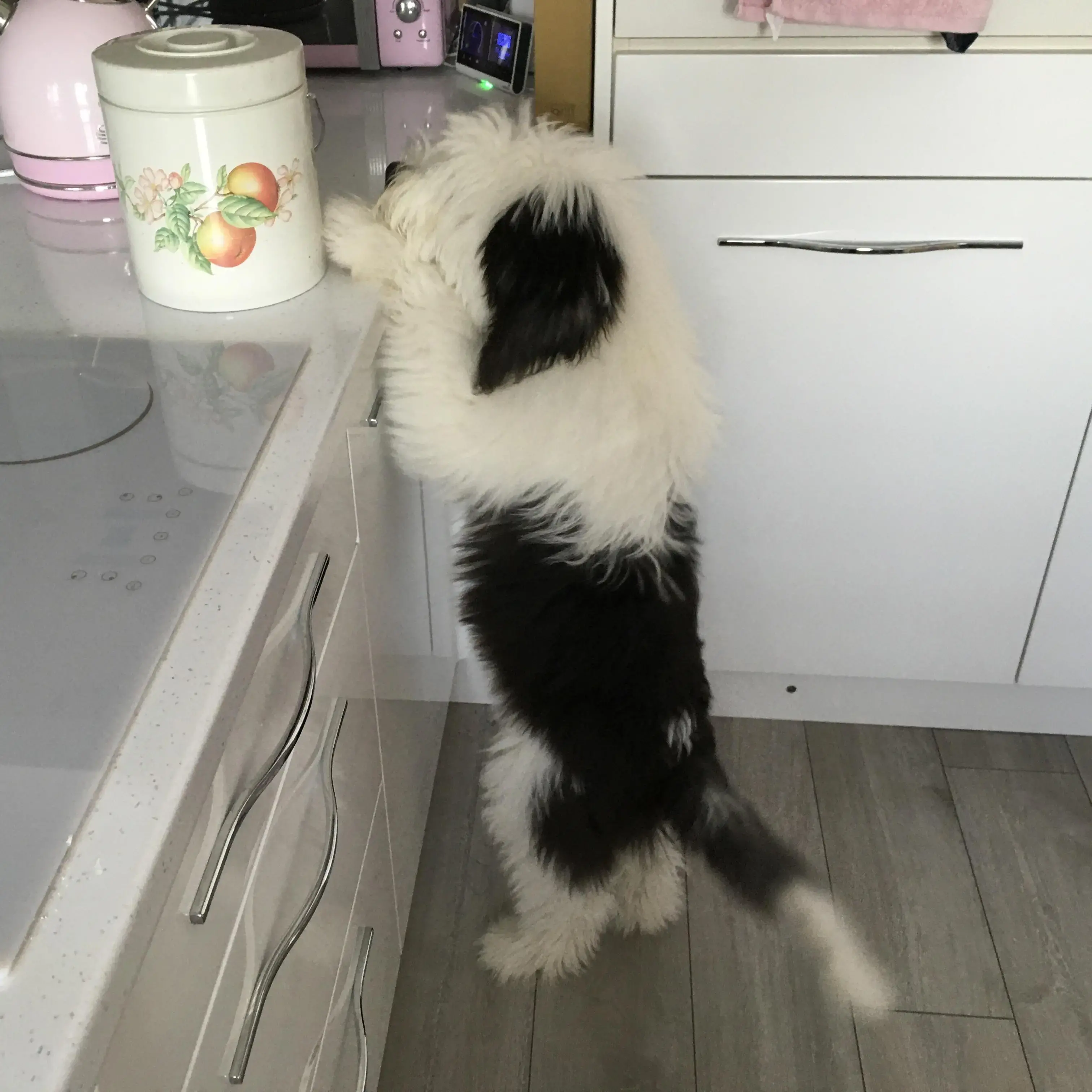 Old English Sheepdog