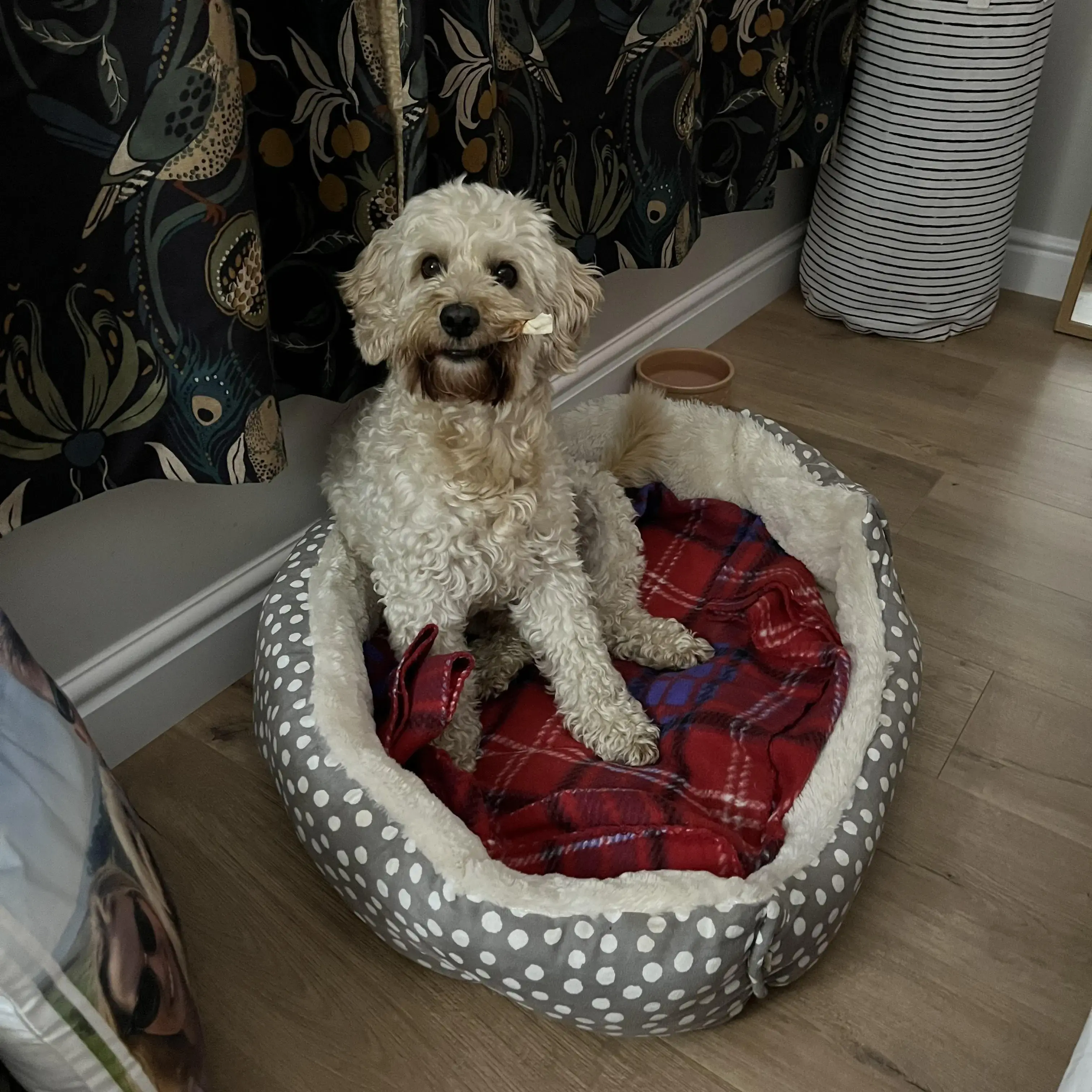 Cockapoo