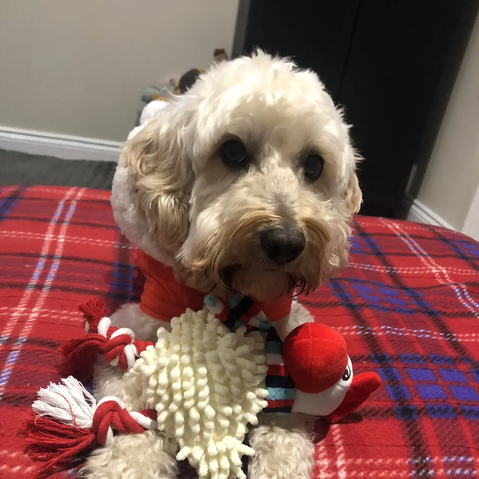 Cockapoo