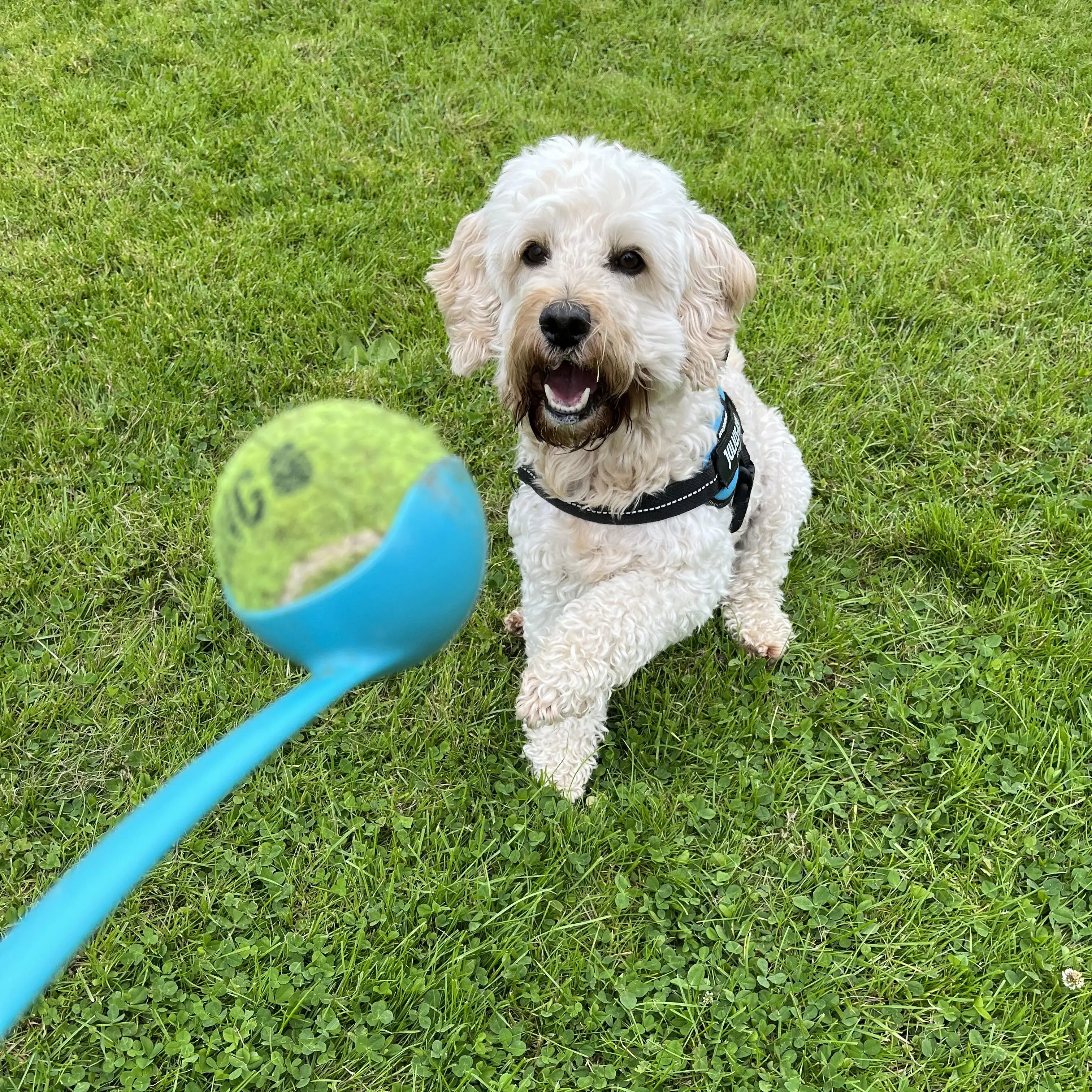 Cockapoo