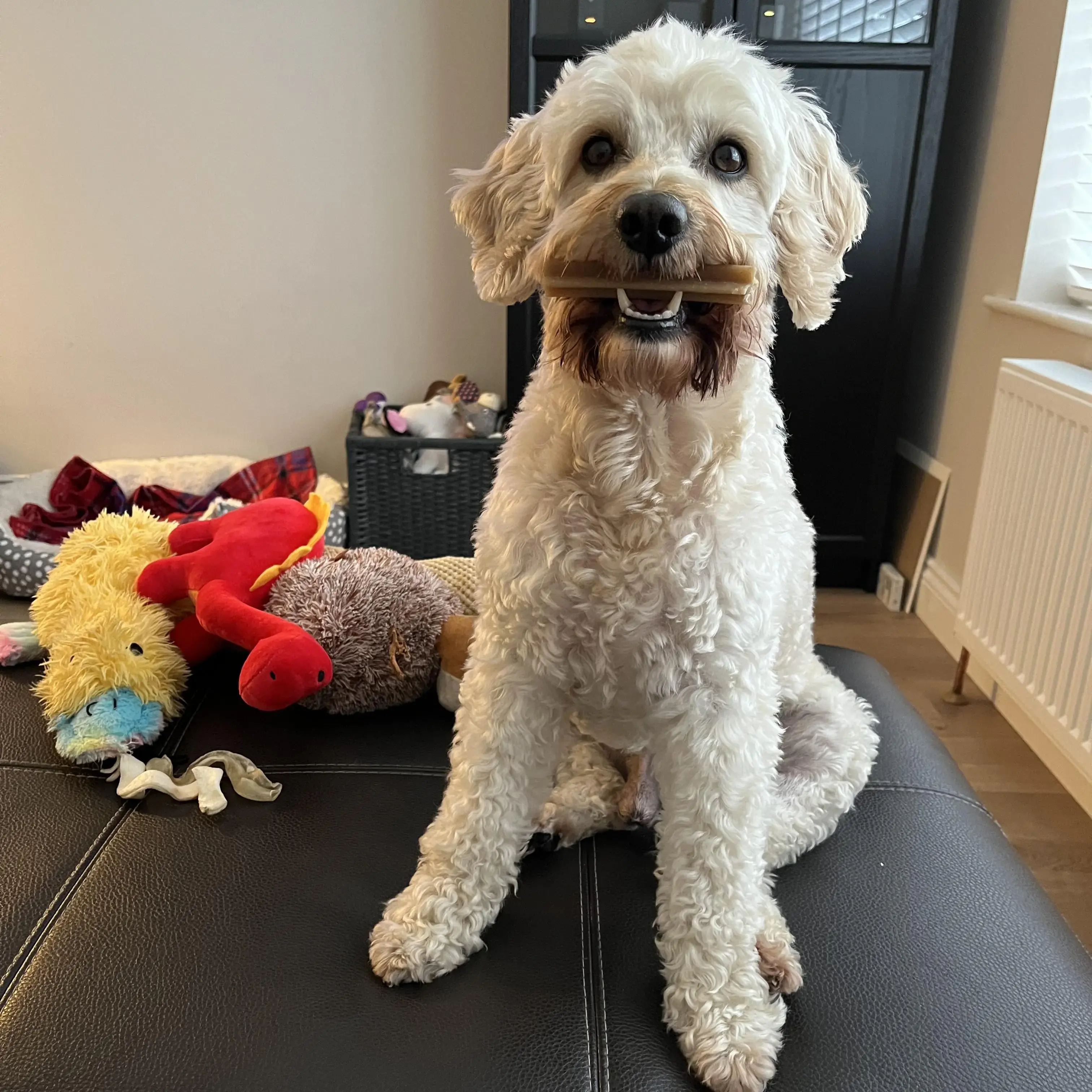 Cockapoo