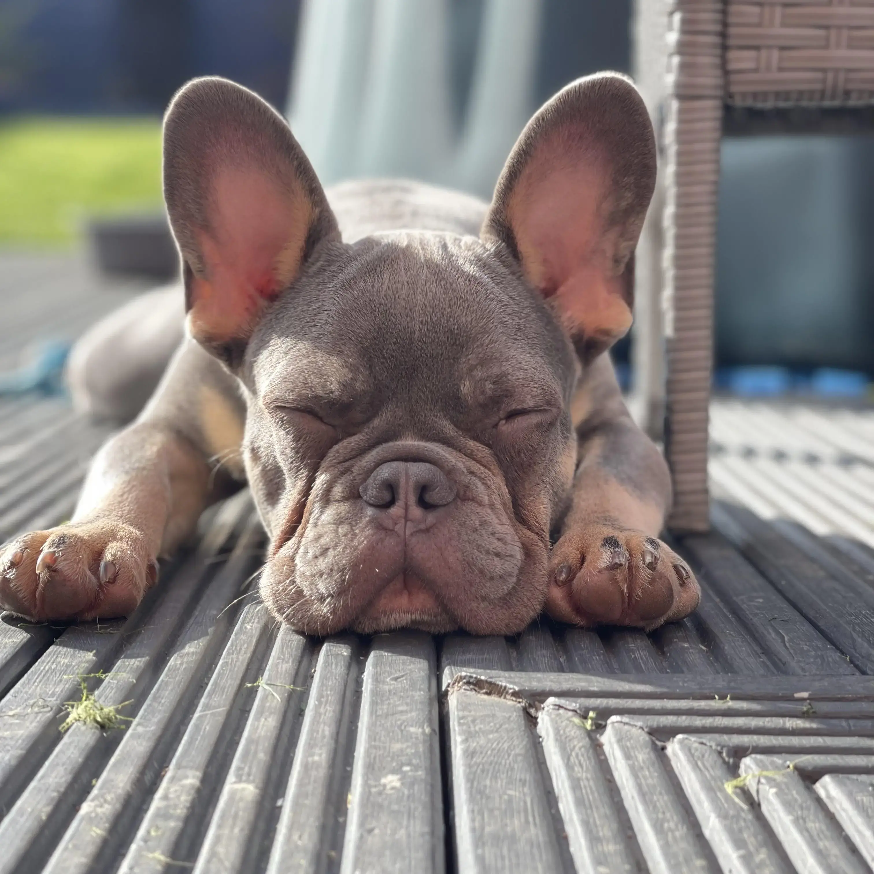 French Bulldog