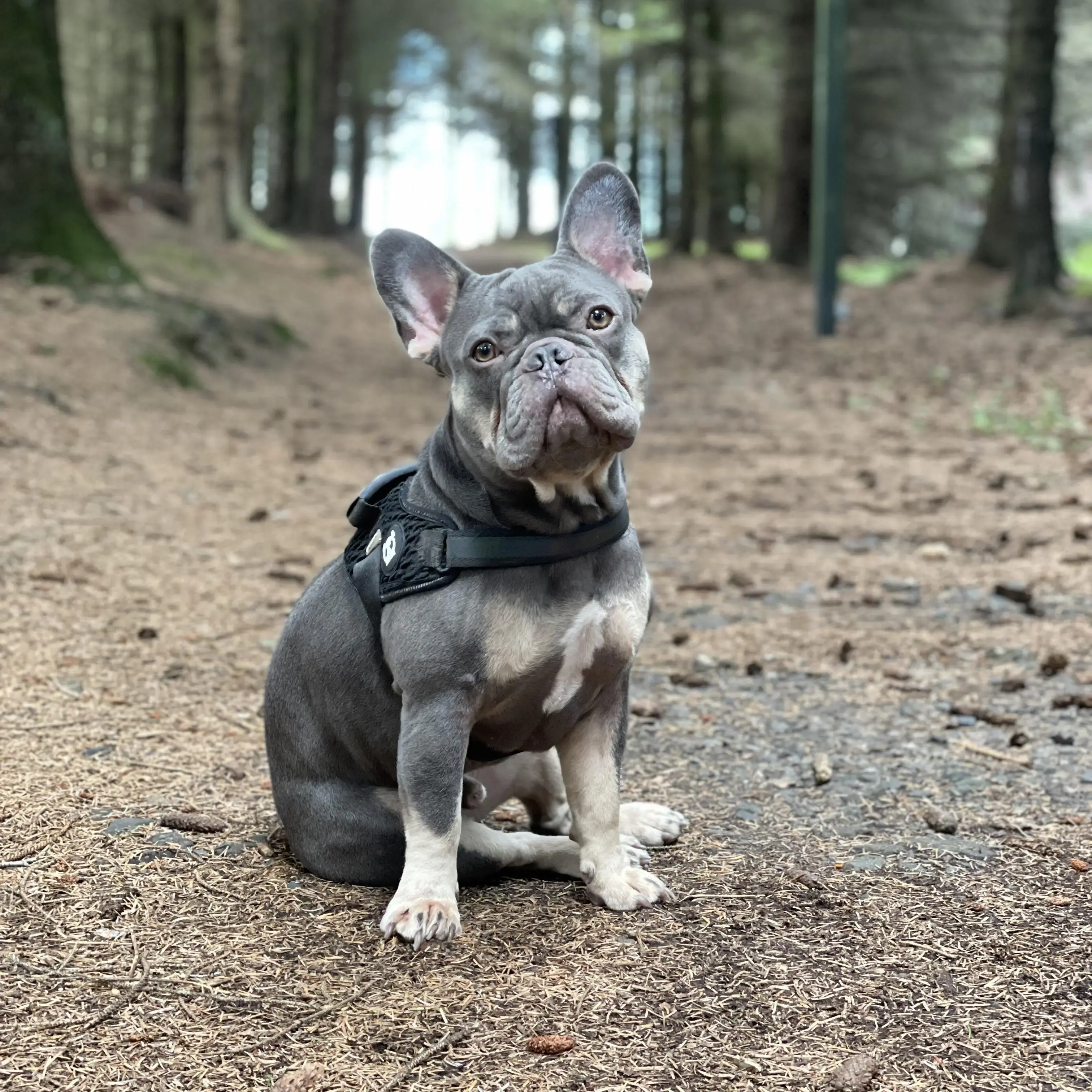 French Bulldog