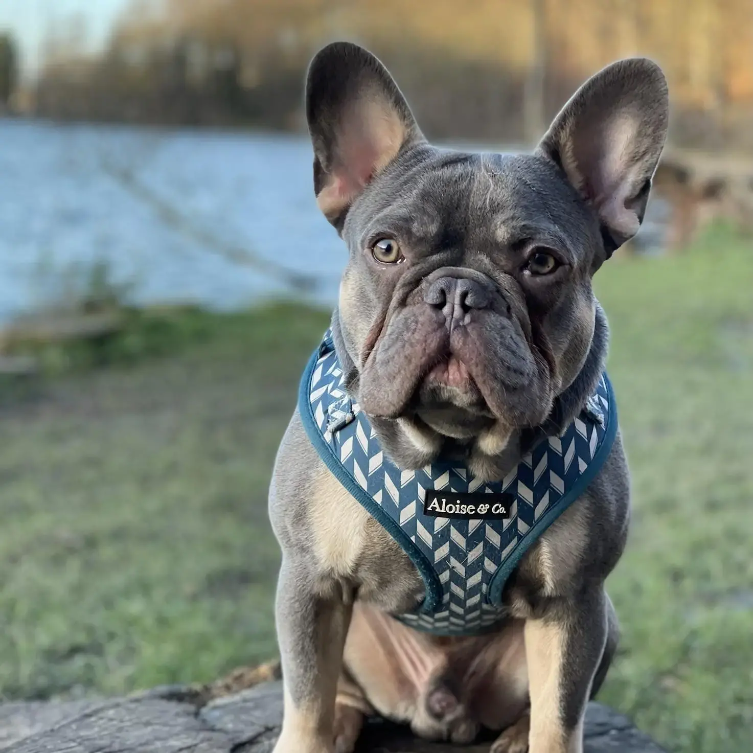 French Bulldog