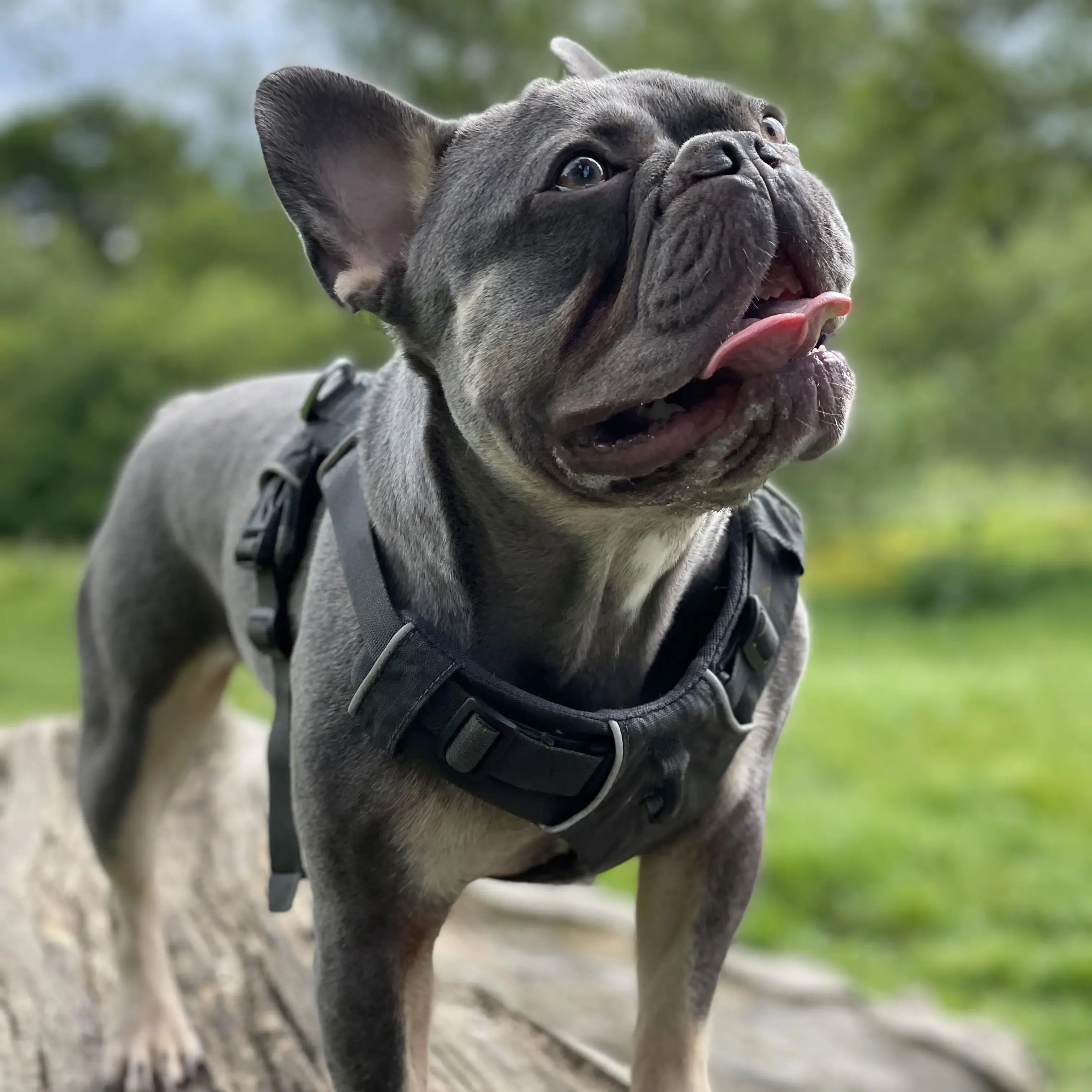 French Bulldog